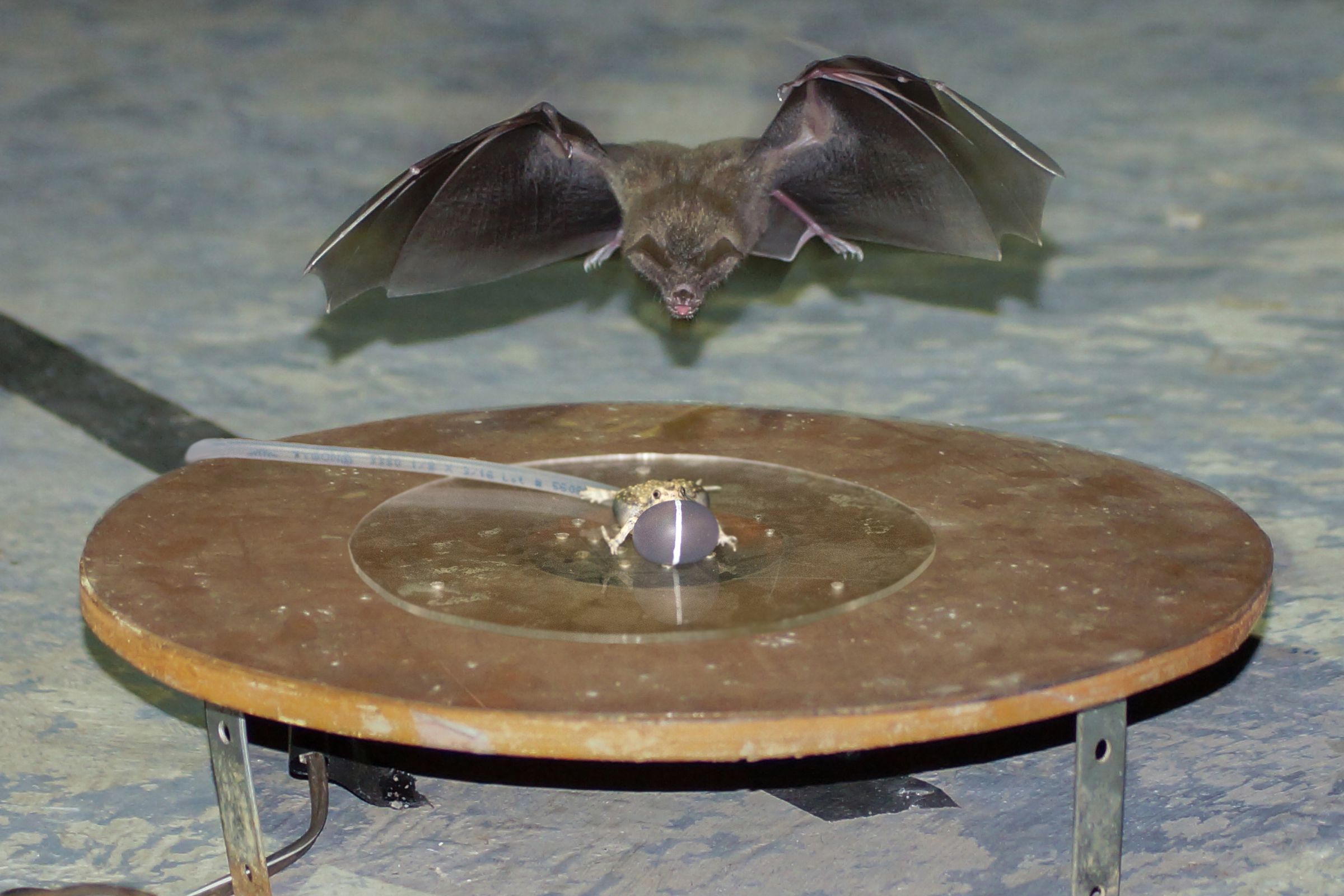 A fringe-lipped bat attacking the robotic frog