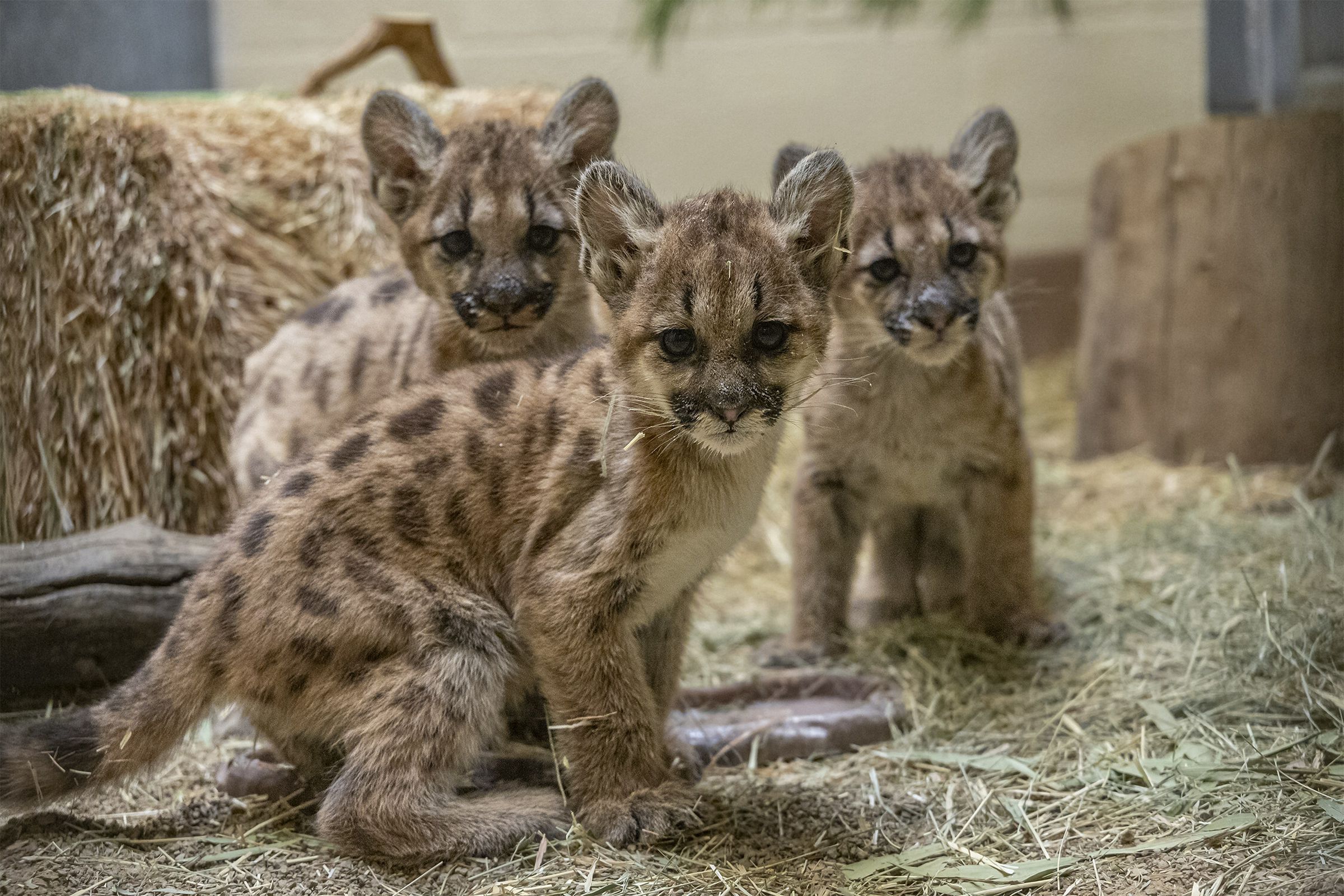 A photo of three rescued mountain lion cubs.