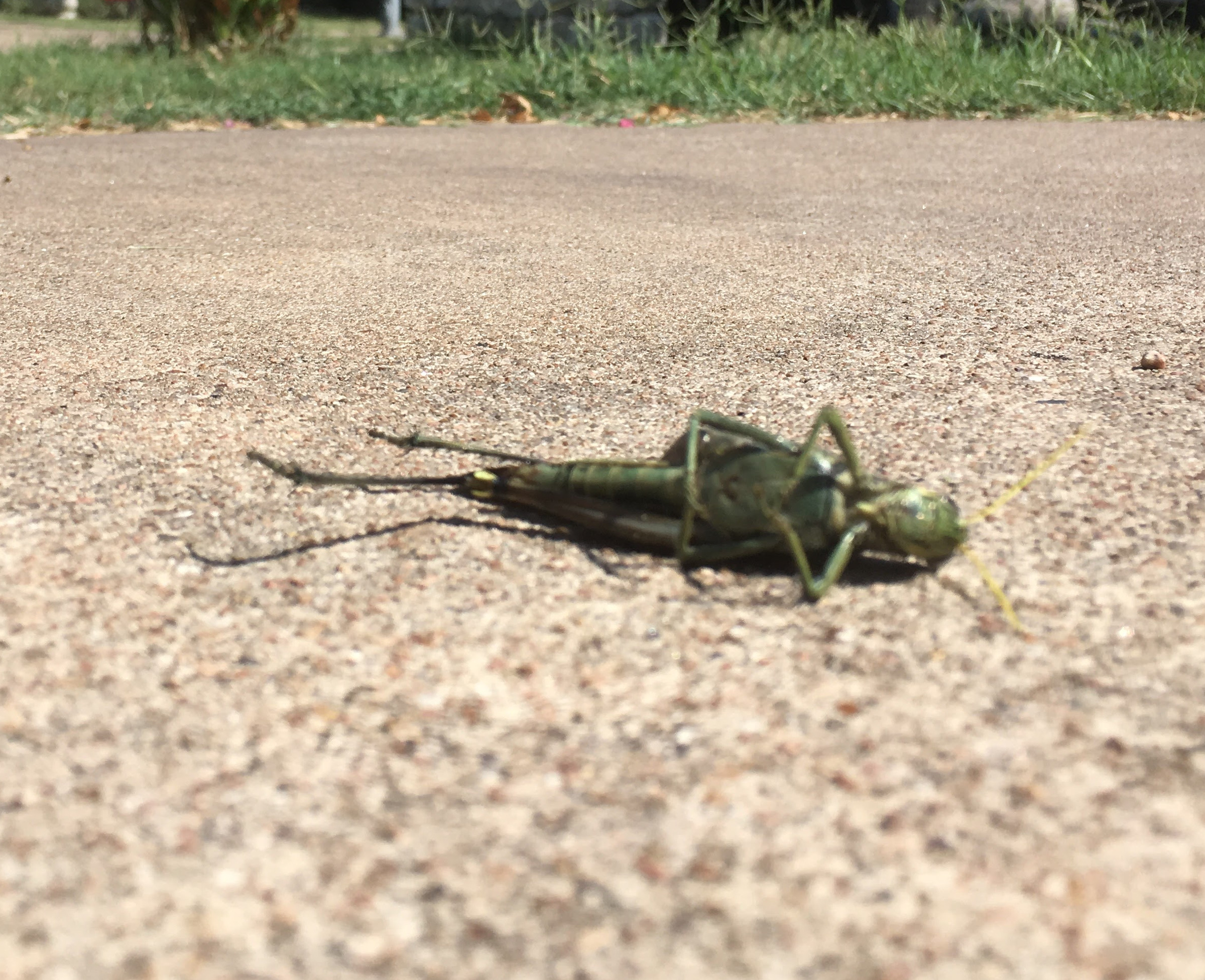 A close-up image of a grasshopper laying dead on concrete. The camera lens is apparently focused just beyond the grasshopper.