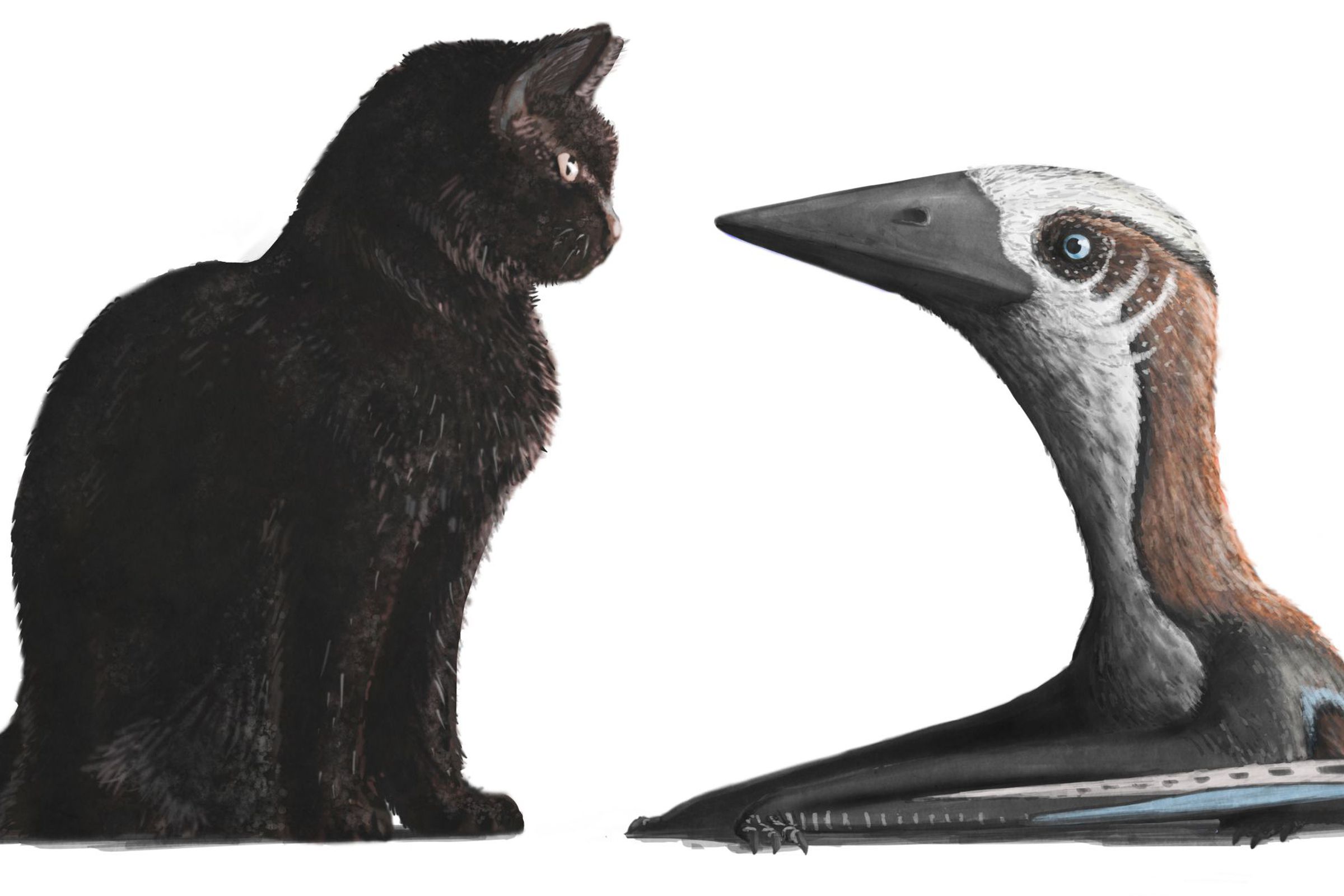The Hornby pterosaur next to a cat