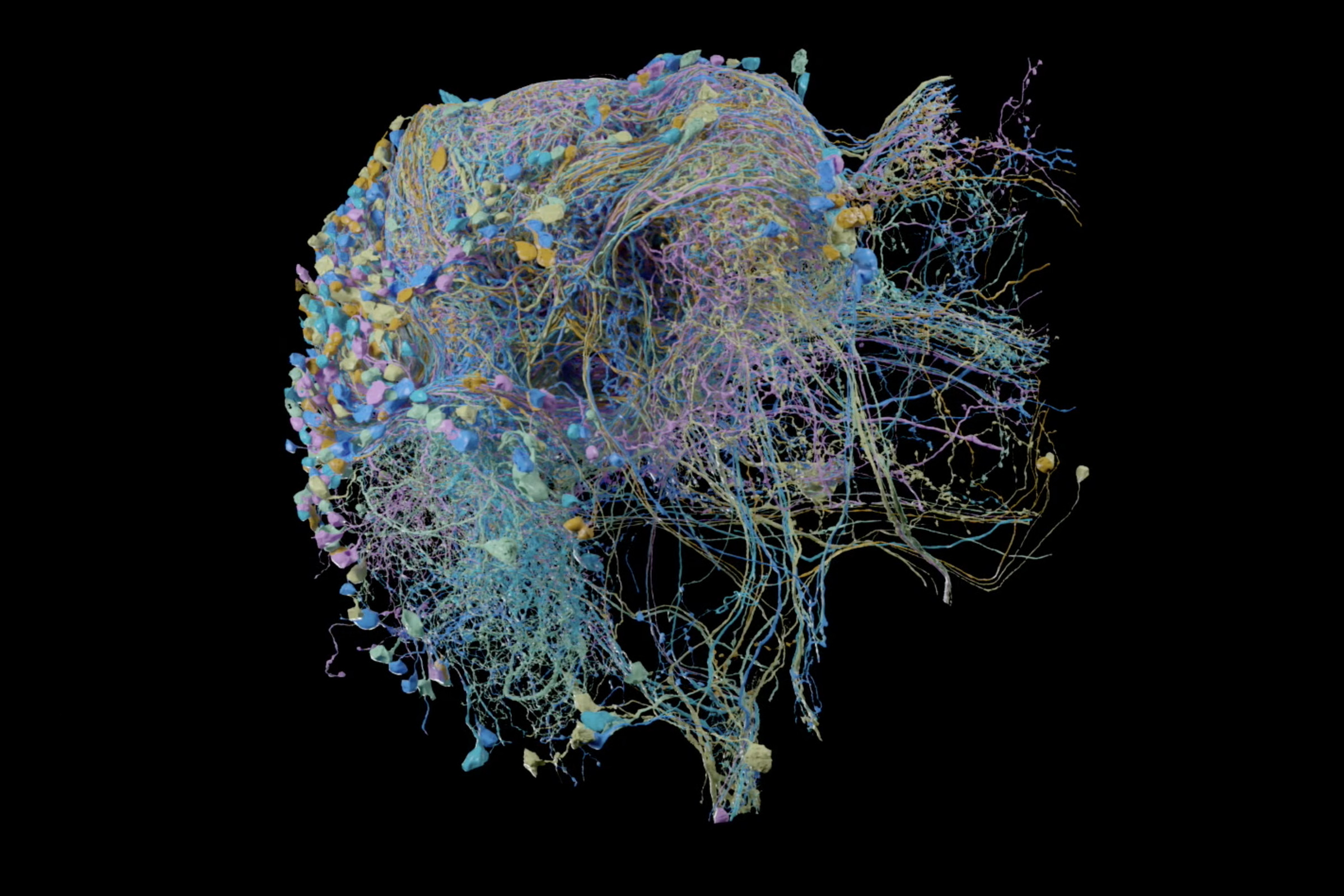 The new ‘connectome’ maps some 25,000 neurons in a fruit fly’s brain, a portion of which are shown here. 