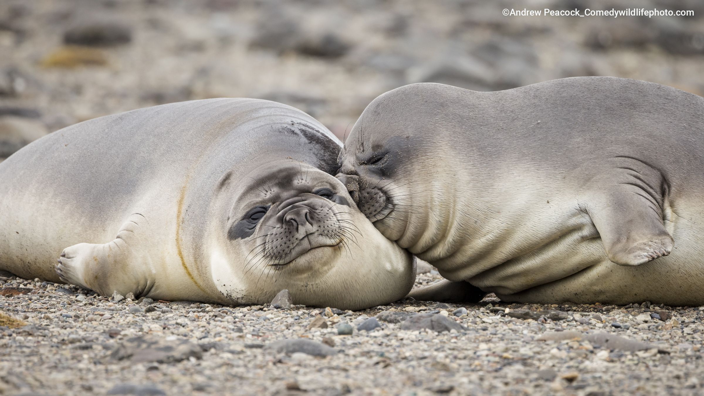 A seal smooshing its face into another seal.