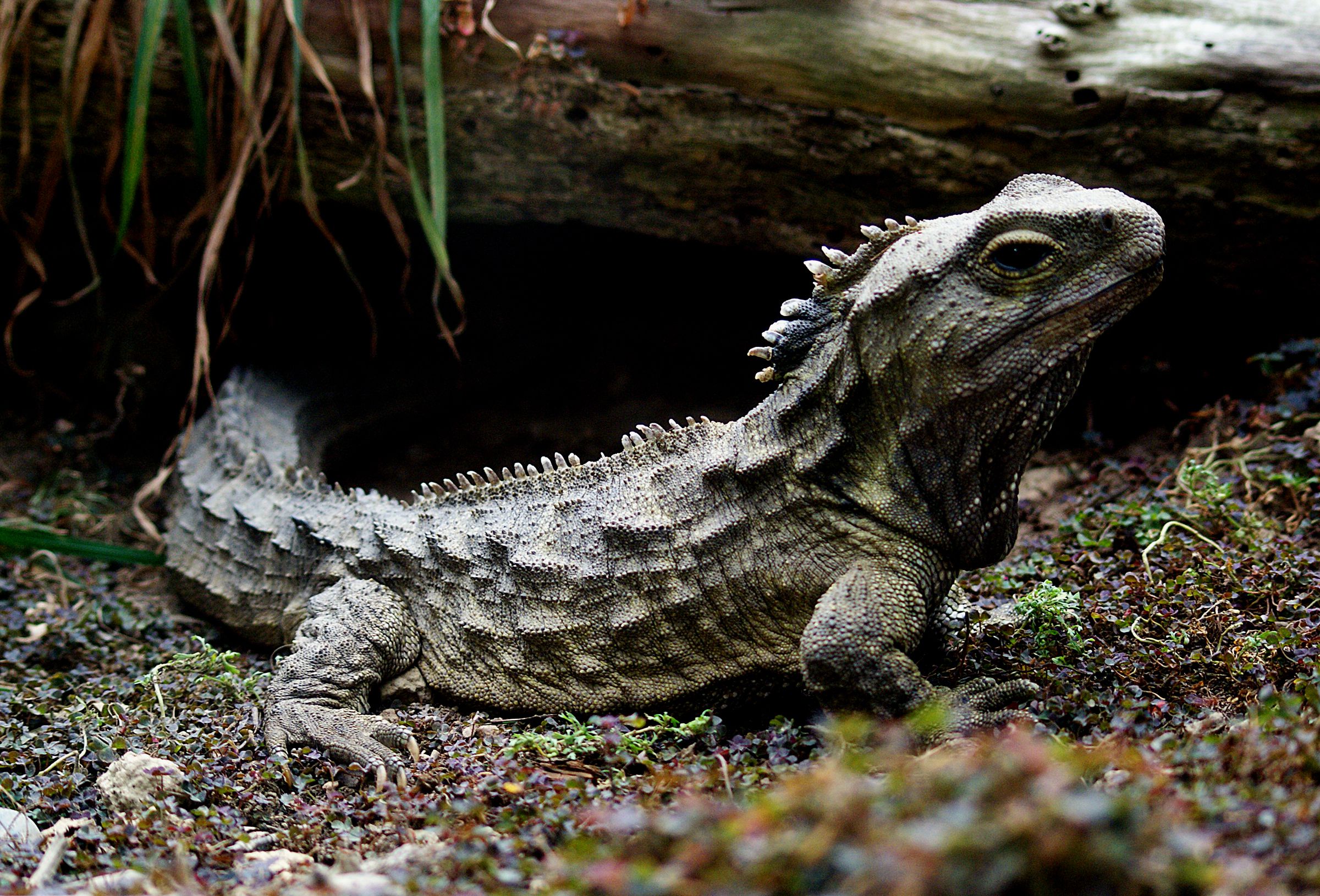 A tuatara, the only living member of the Sphenodontia order of reptiles that existed during the time of the dinosaurs. 