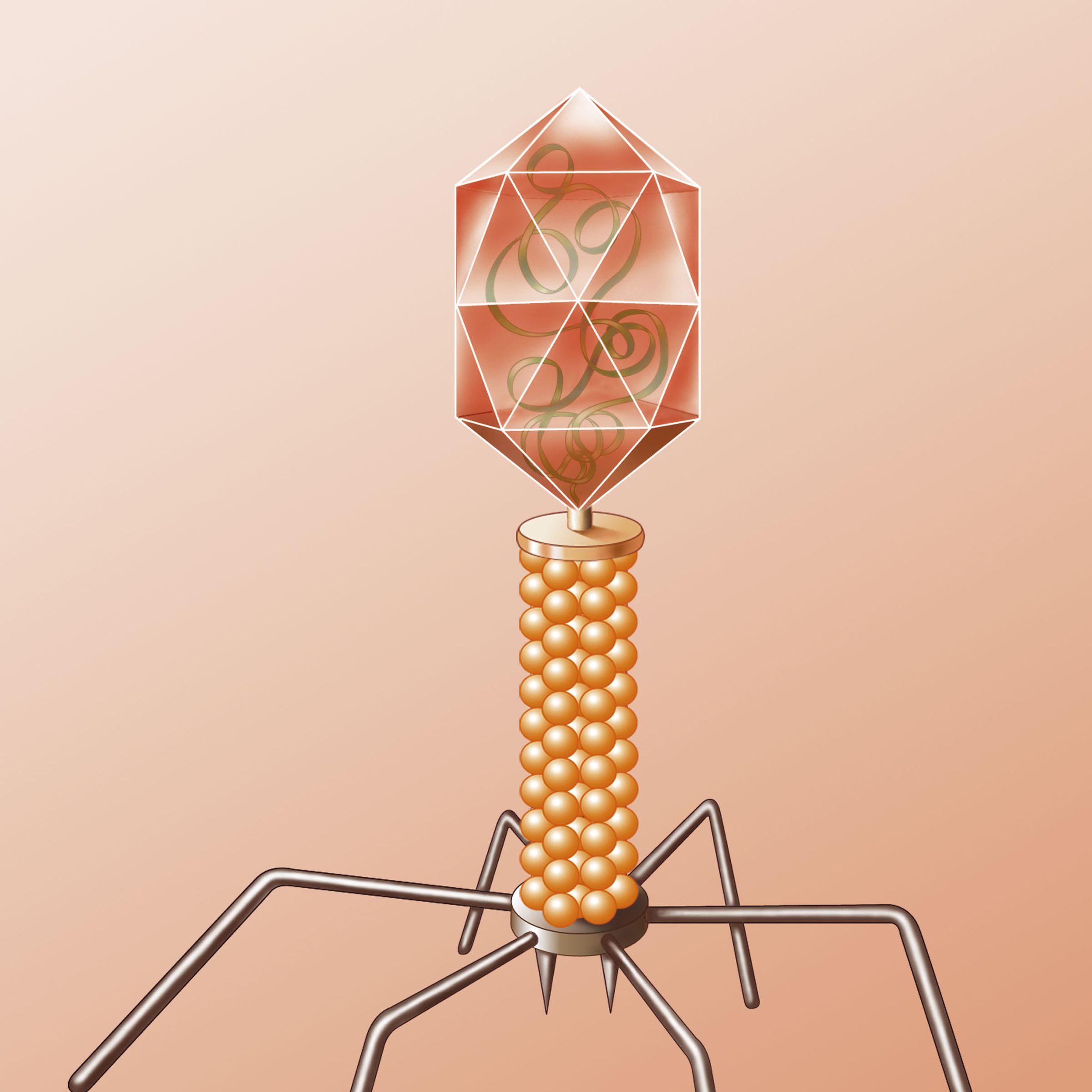 Bacteriophage