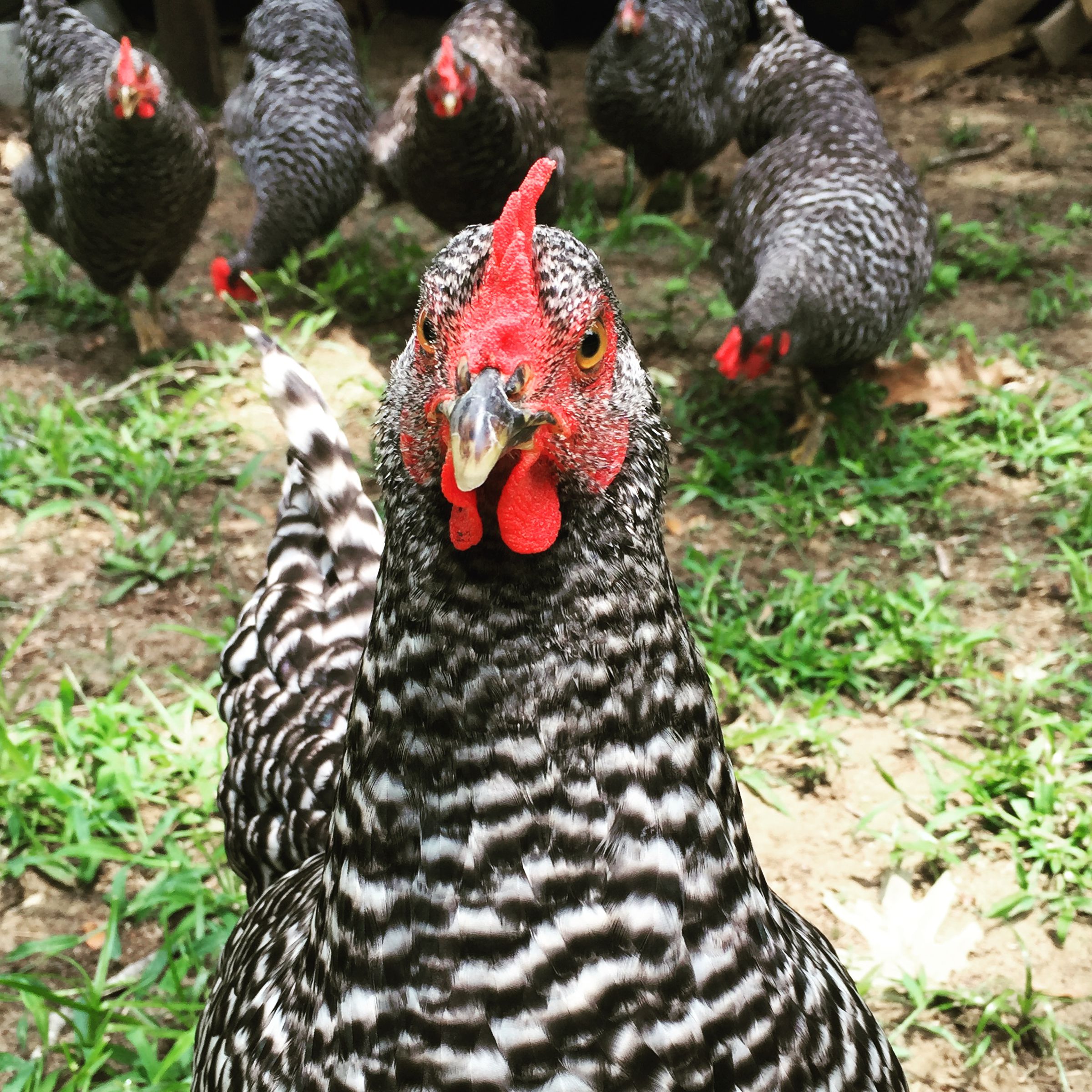 The Ladies would like to tell you about their pet tech.