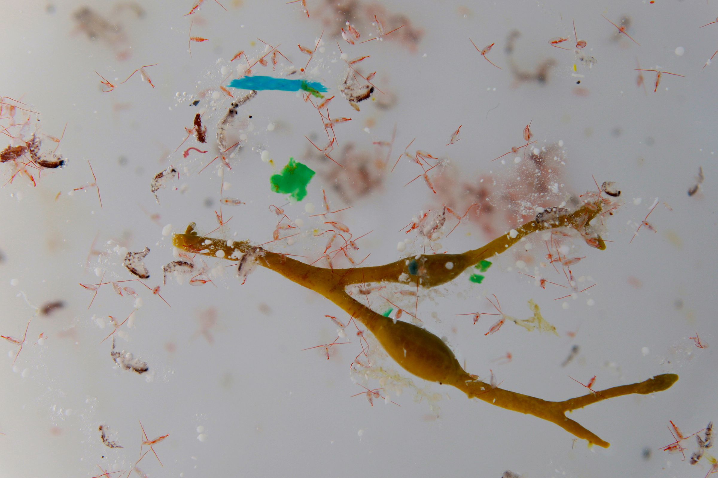 Plastics amidst plankton. Photo by Andres Cozar.	
