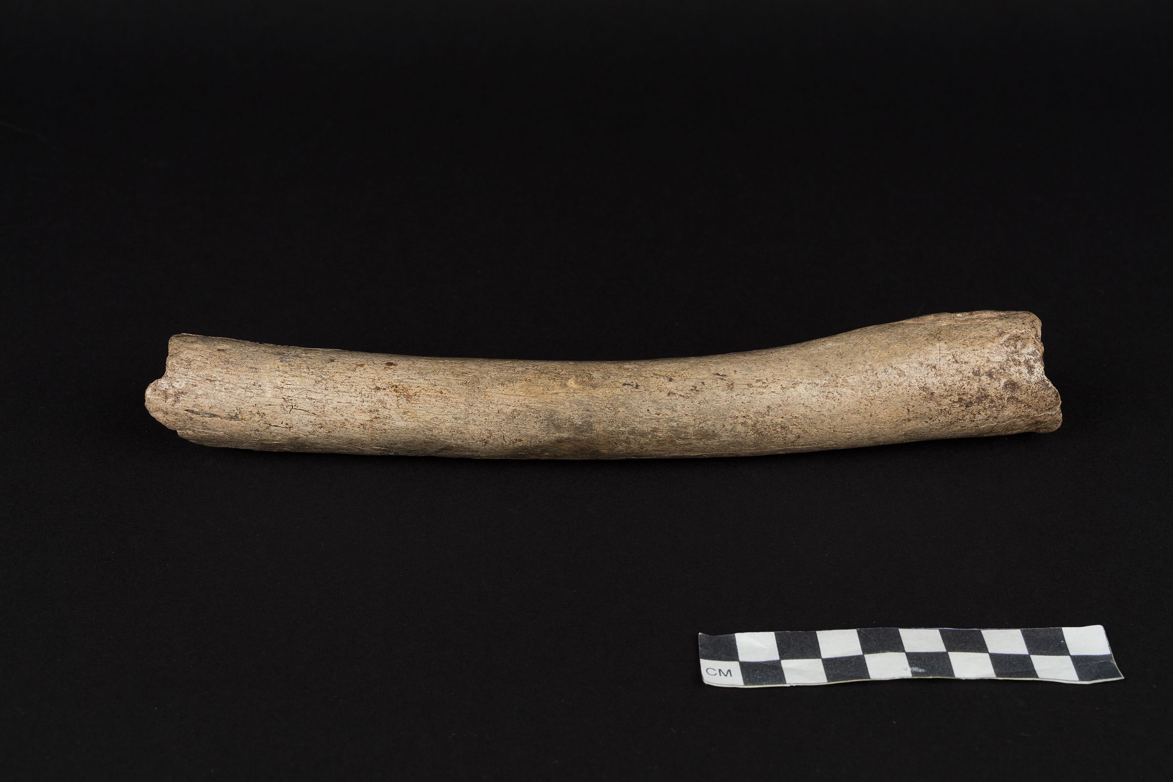 A Neanderthal thigh bone known as the Hohlenstein-Stadel femur, discovered in German in 1937.