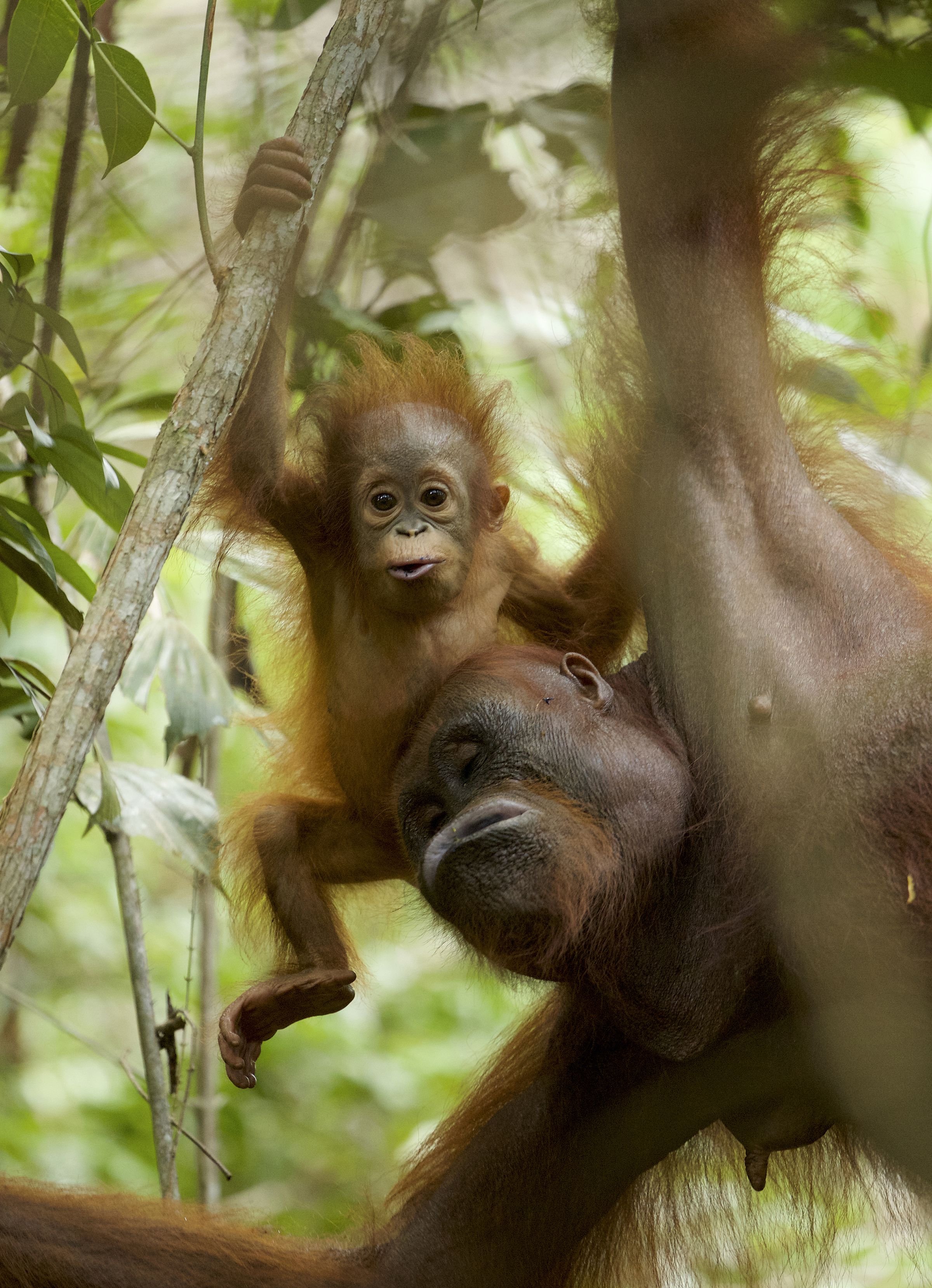 An 11-month-old orangutan and its mom in Borneo.