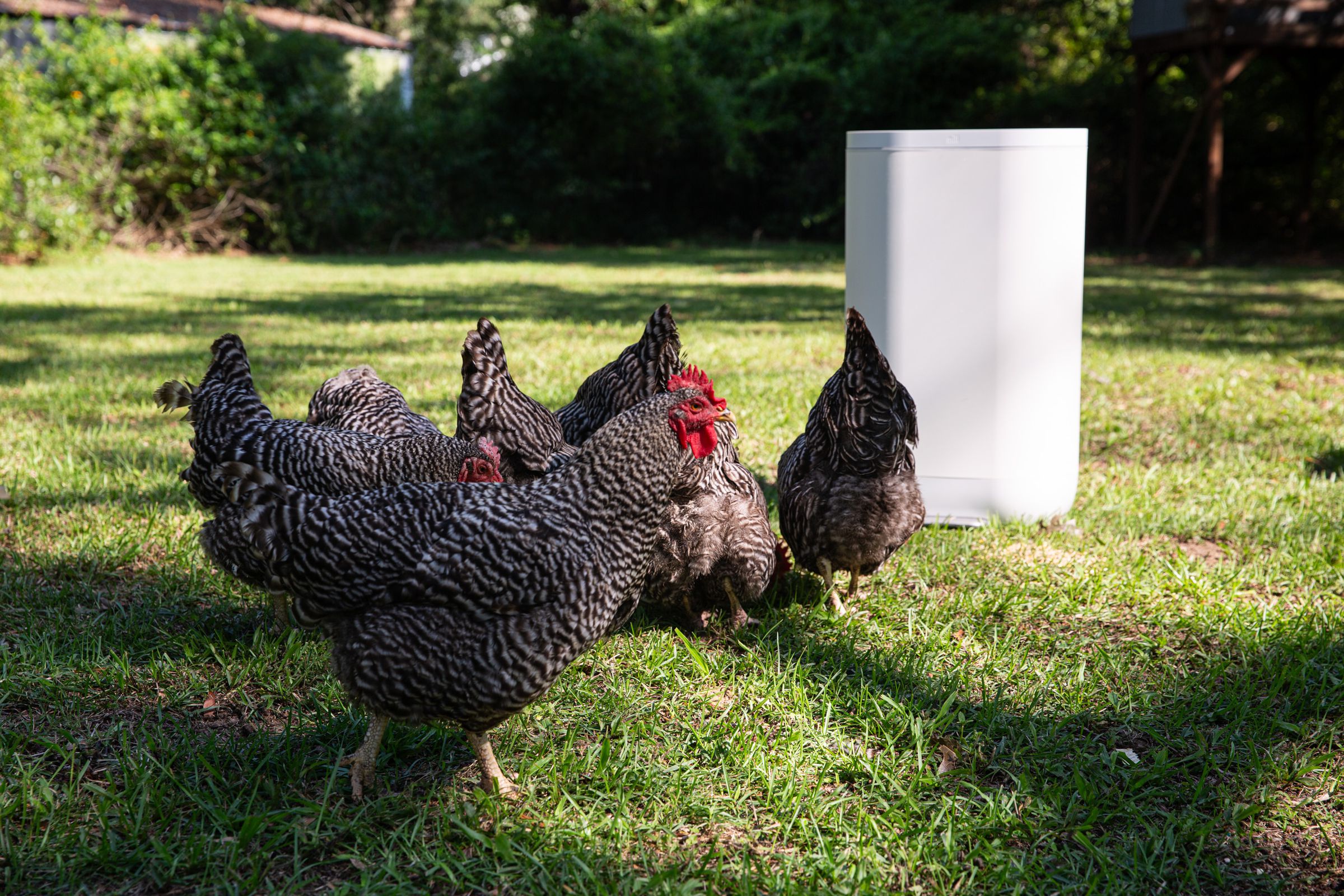 Chickens standing near a white kitchen bin in a garden.