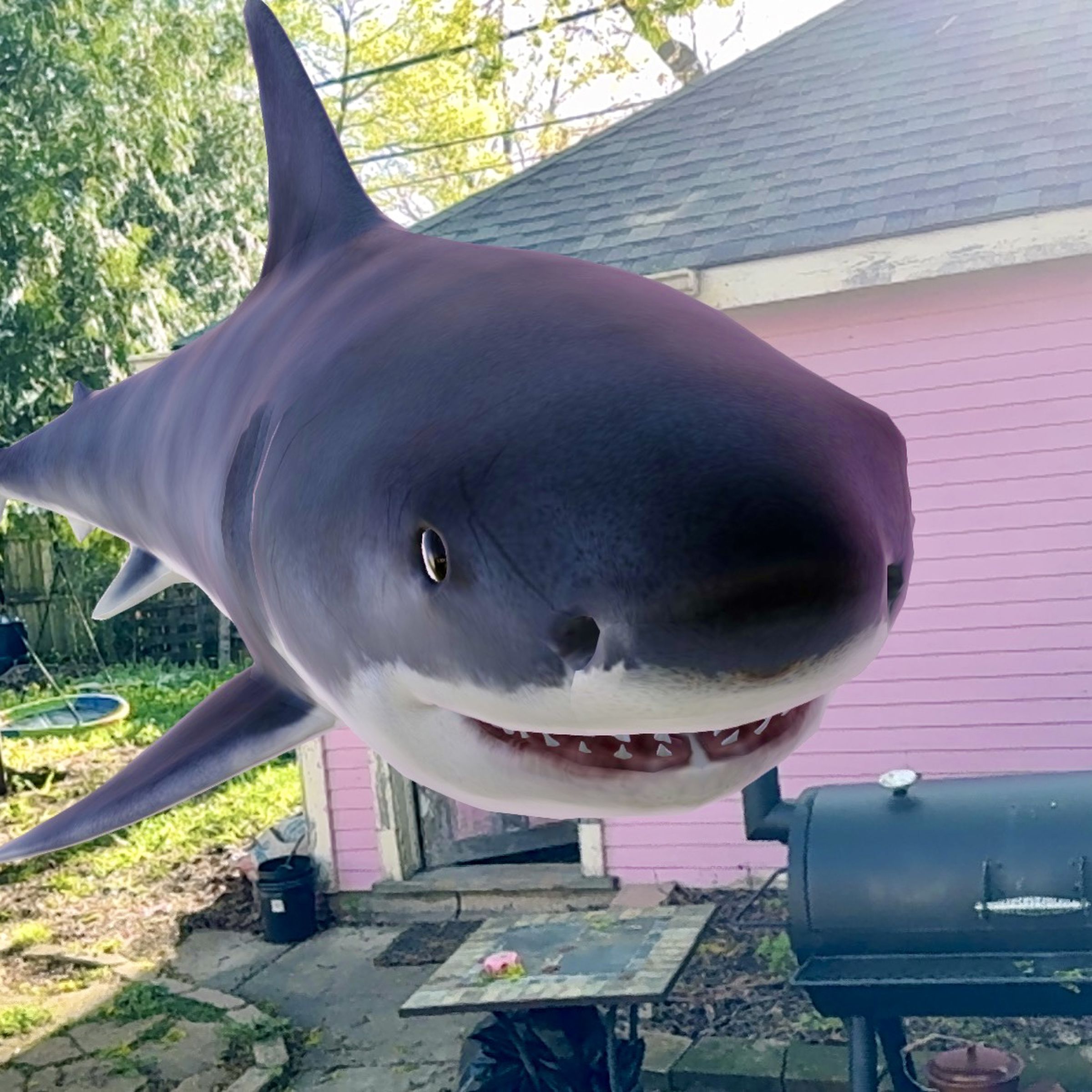 A Great White Shark floating above the ground in a backyard area.