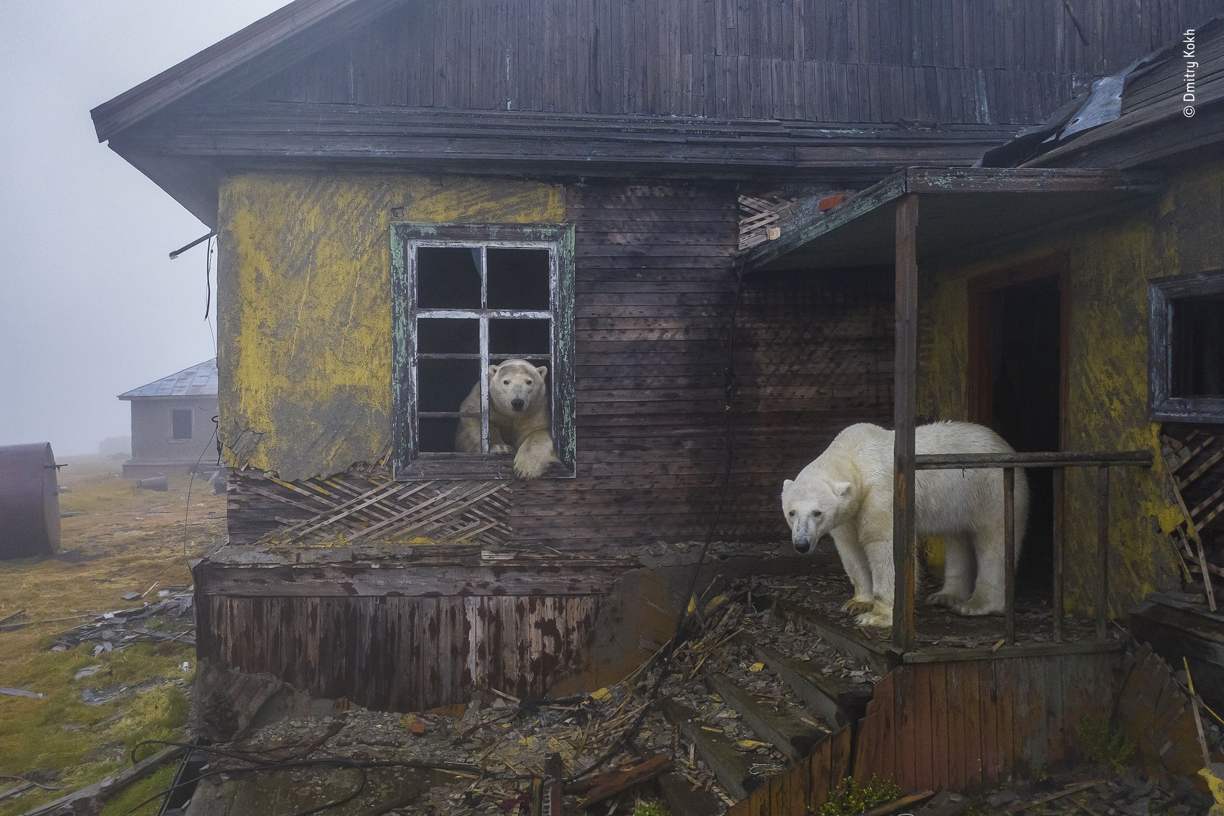 Two polar bears in a house shrouded in fog. One stands on the front porch, while another looks outside the window.