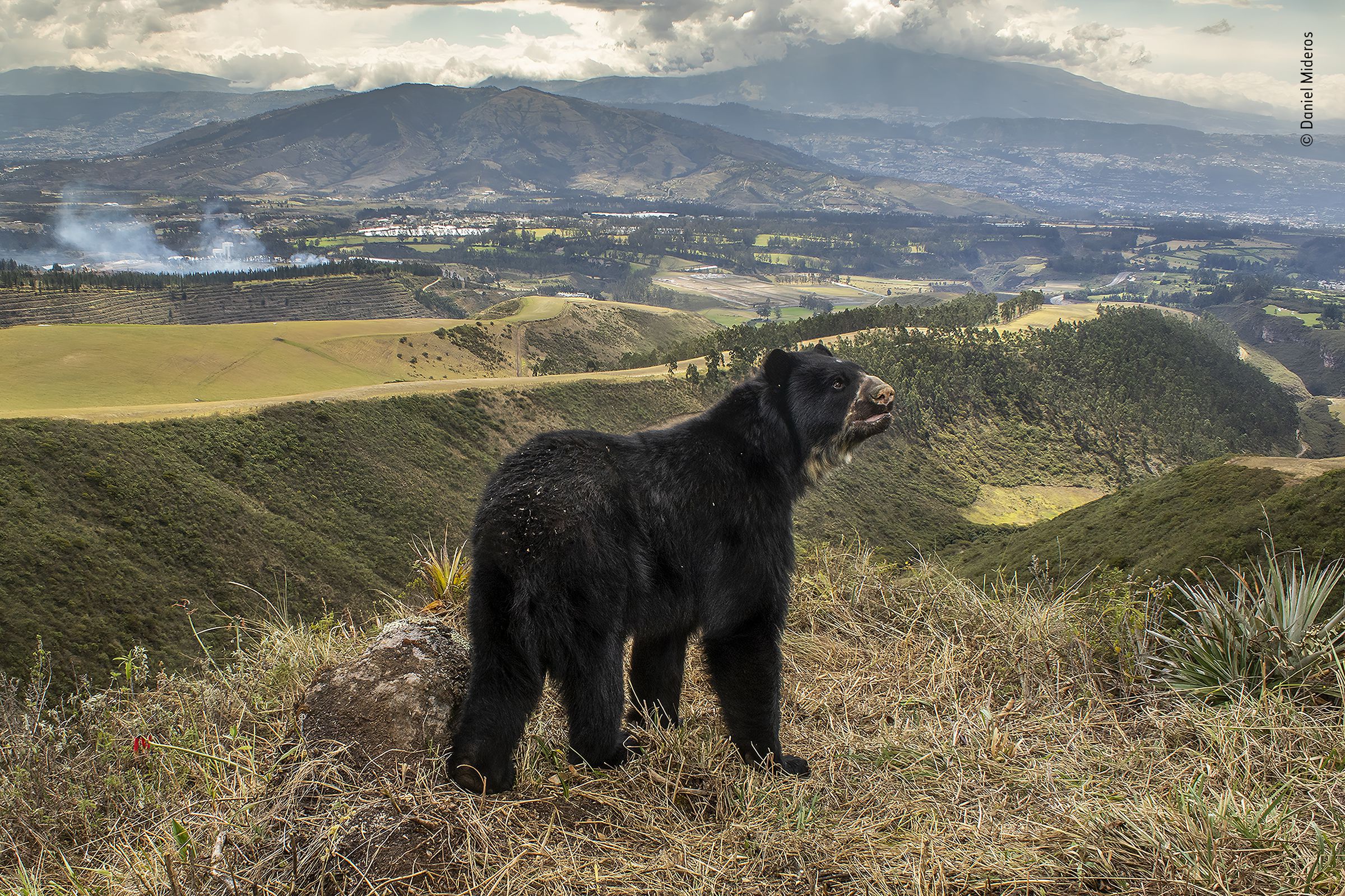 A spectacled bear gazes down upon the deforested hillsides, farming terraces, and the city’s urban sprawl.
