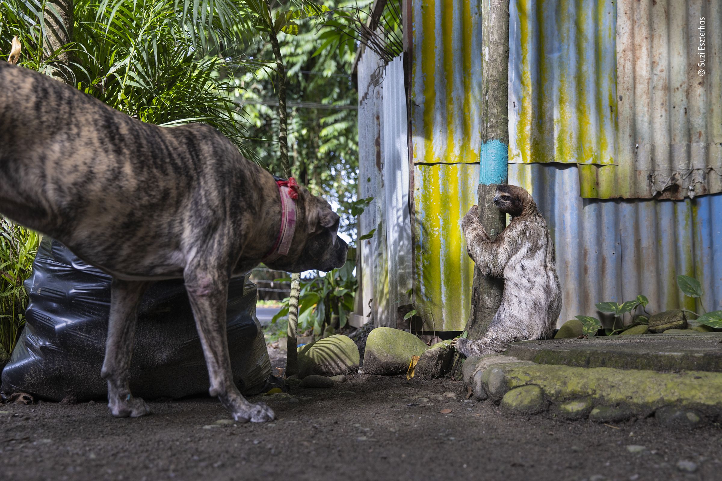 A dog looks at a sloth standing nearby hugging a tree trunk.