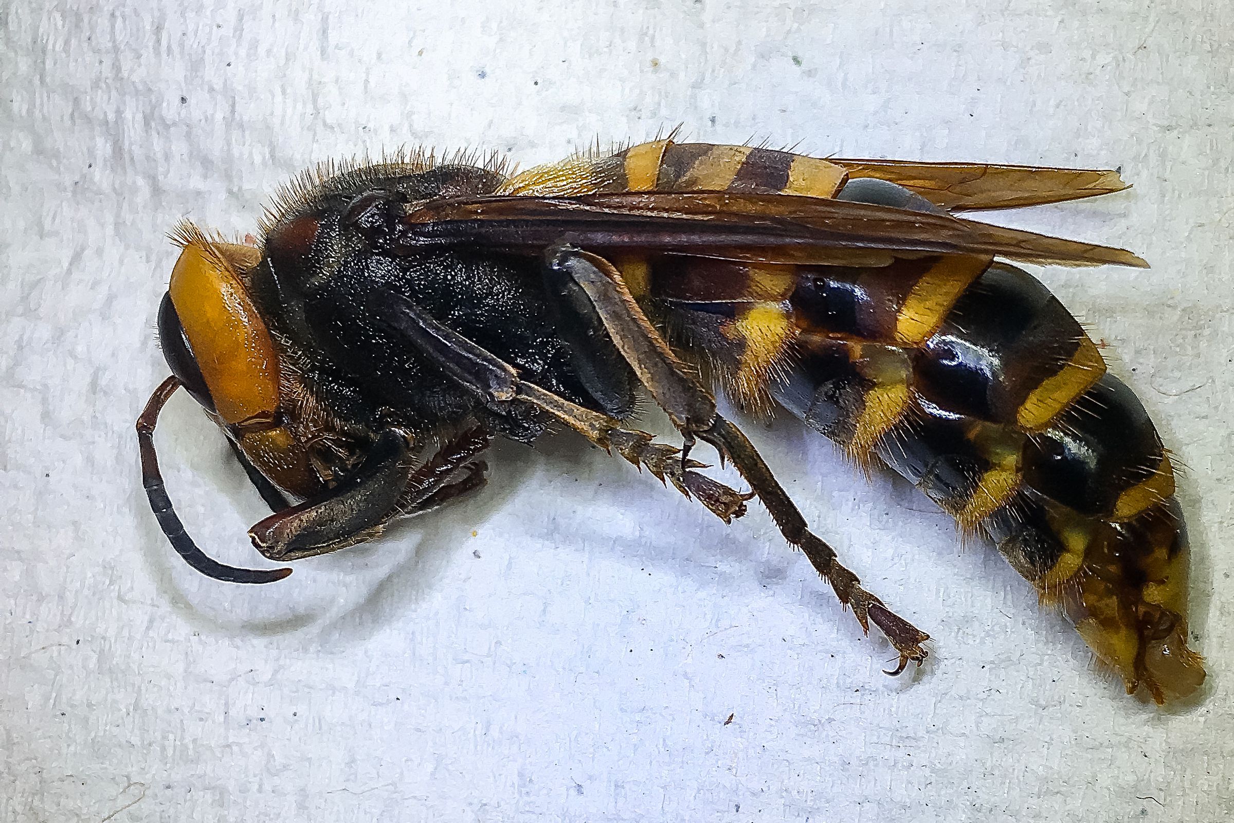 Murder hornet. Dead. 