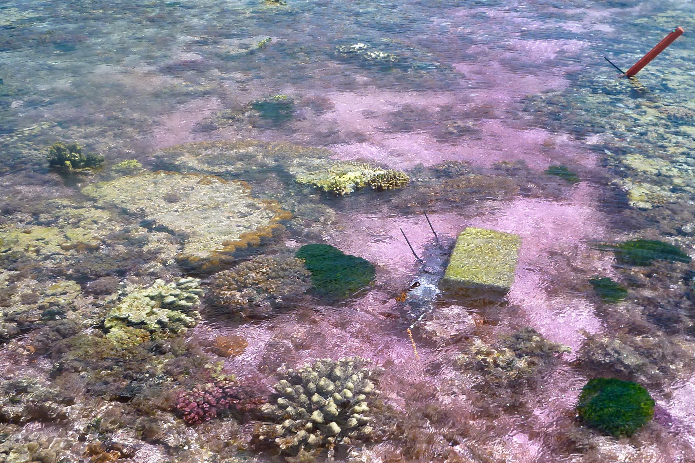 Experimental seawater flowing over the reef flat study site. A pink dye tracer was used to track the movement of seawater. 