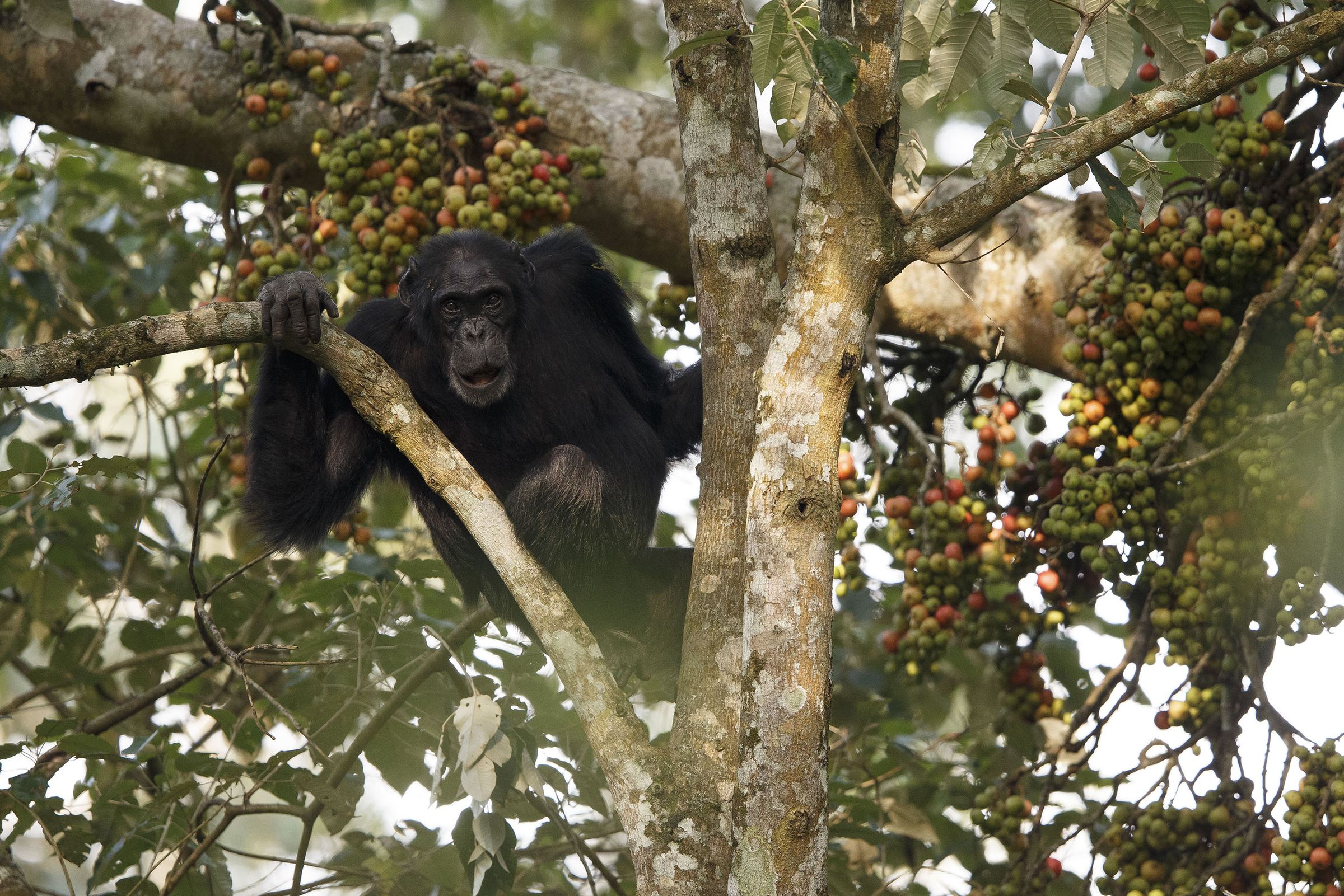 Kyara, a female chimpanzee from Sebitoli with a cleft lip 