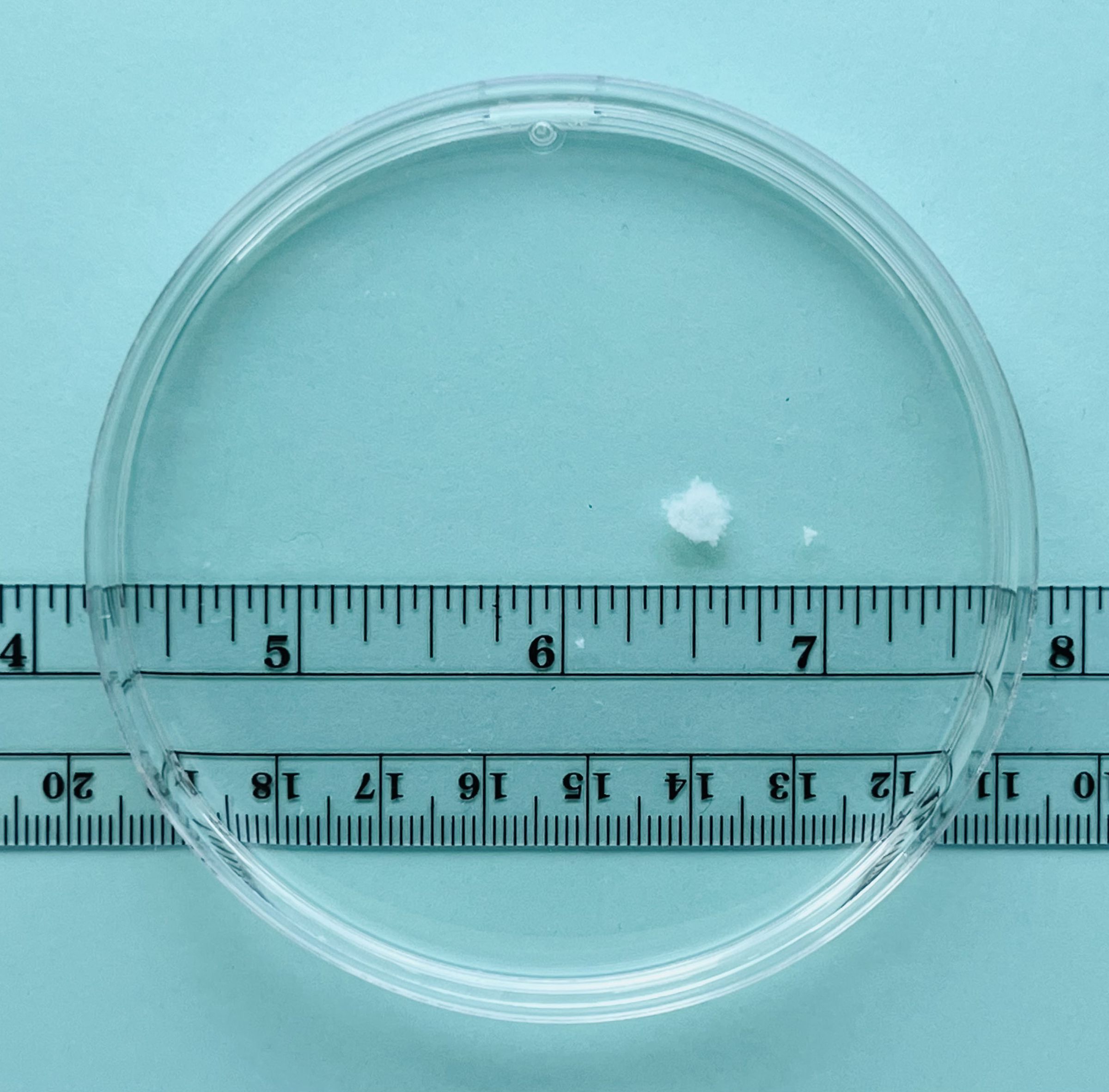 A petri dish sits on a blue background. There is a small white dot in it, less than half an inch long. 