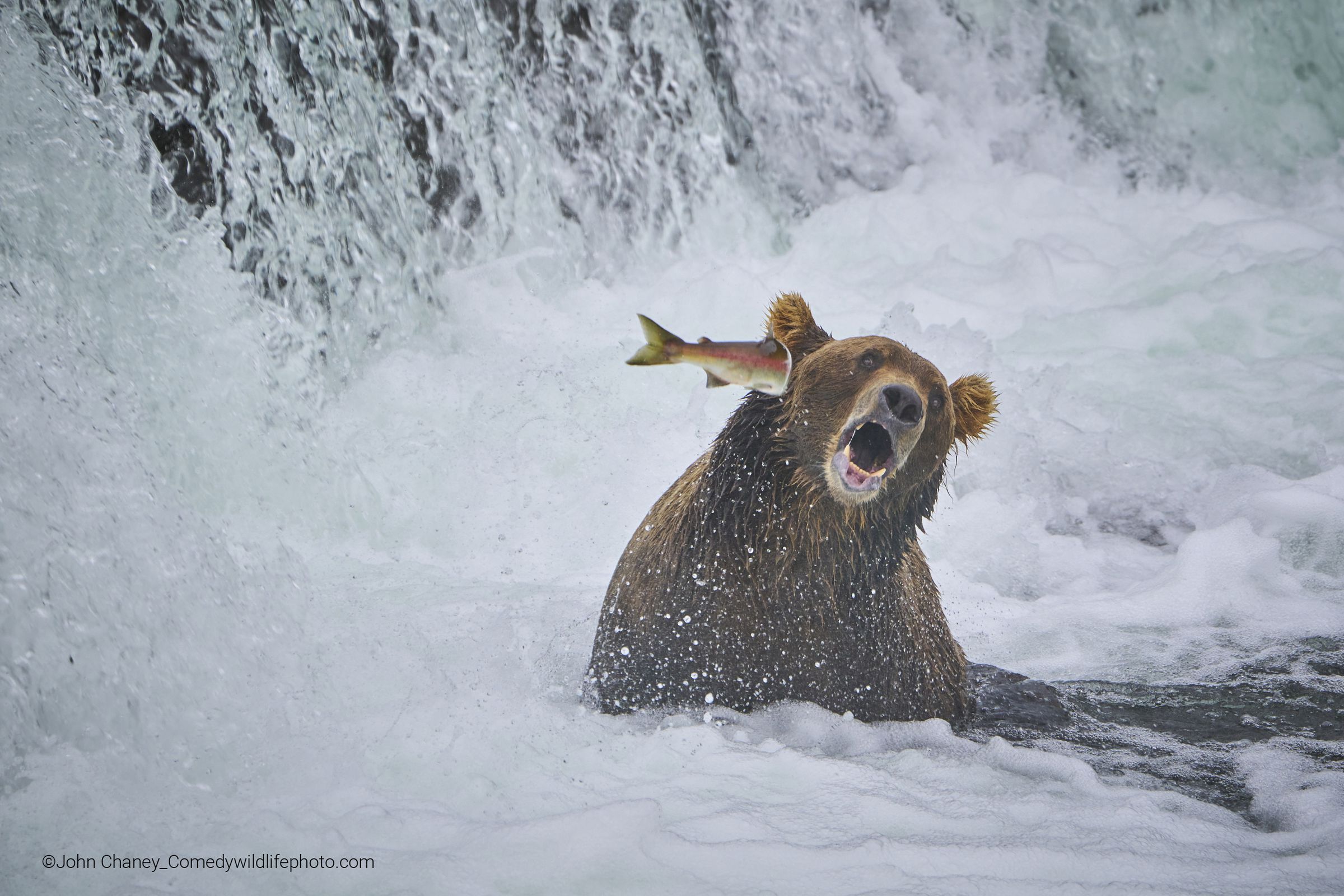 A salmon flies into the side of a bear’s face.