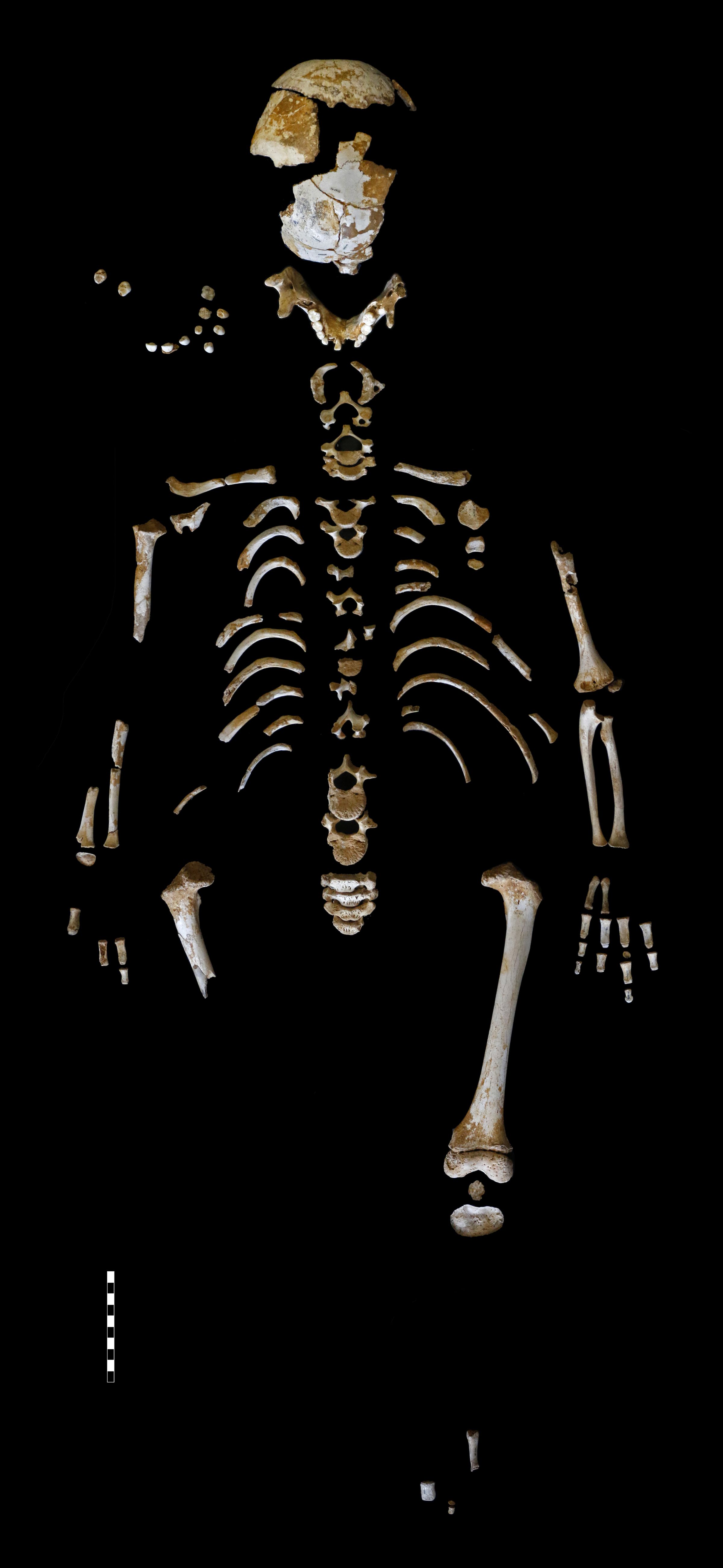 Skeleton of the Neanderthal boy recovered from the El Sidrón cave in Spain.