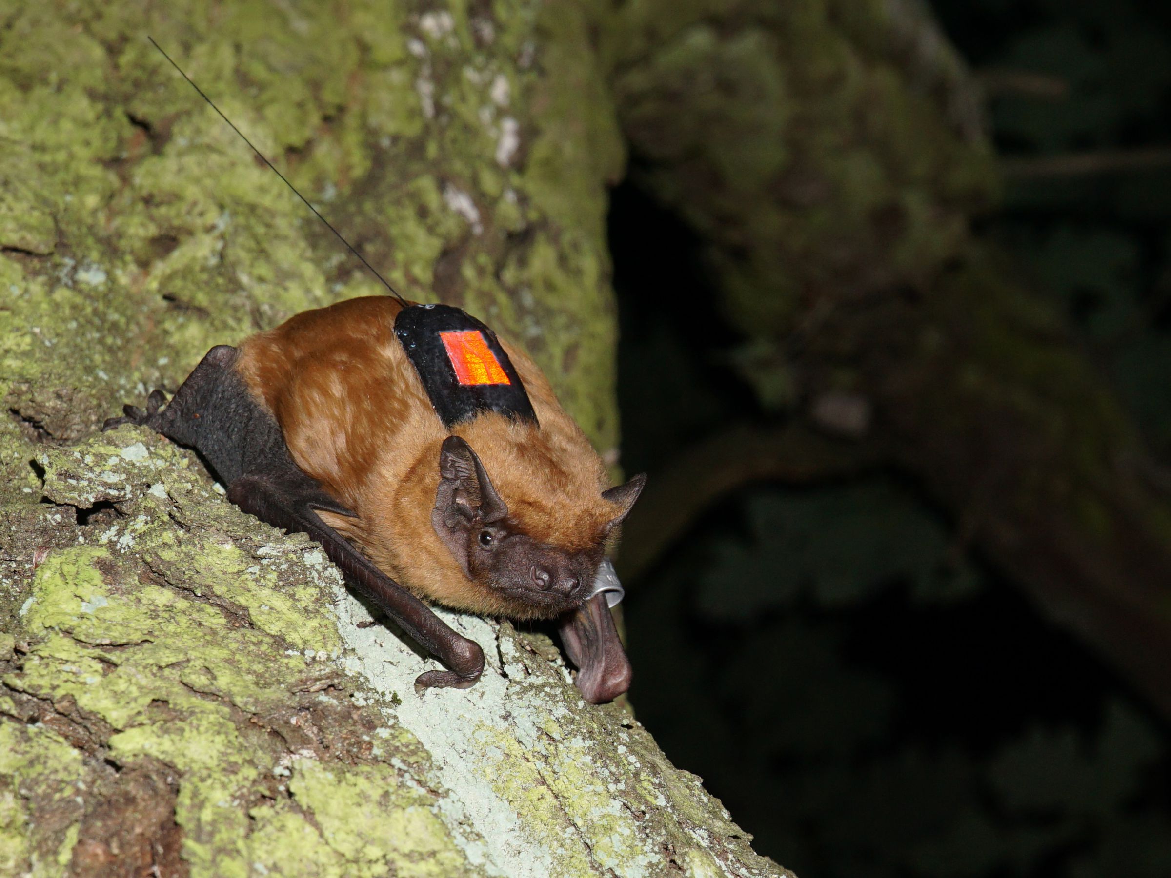 A bat with reddish fur sits on a tree branch with a small sensor on its back.