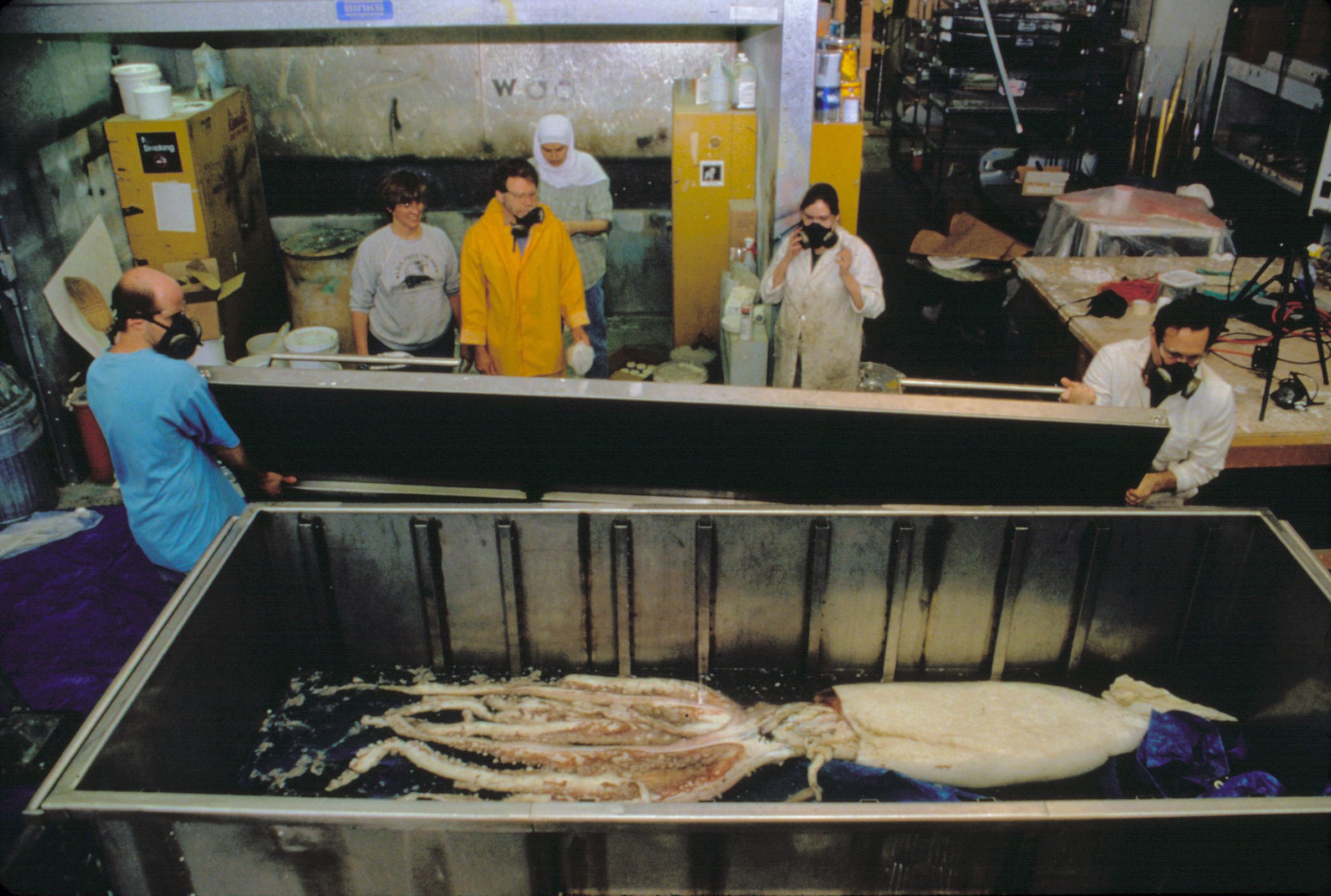 AMNH scientific staff process the giant squid specimen upon its arrival at the museum in 1998. 