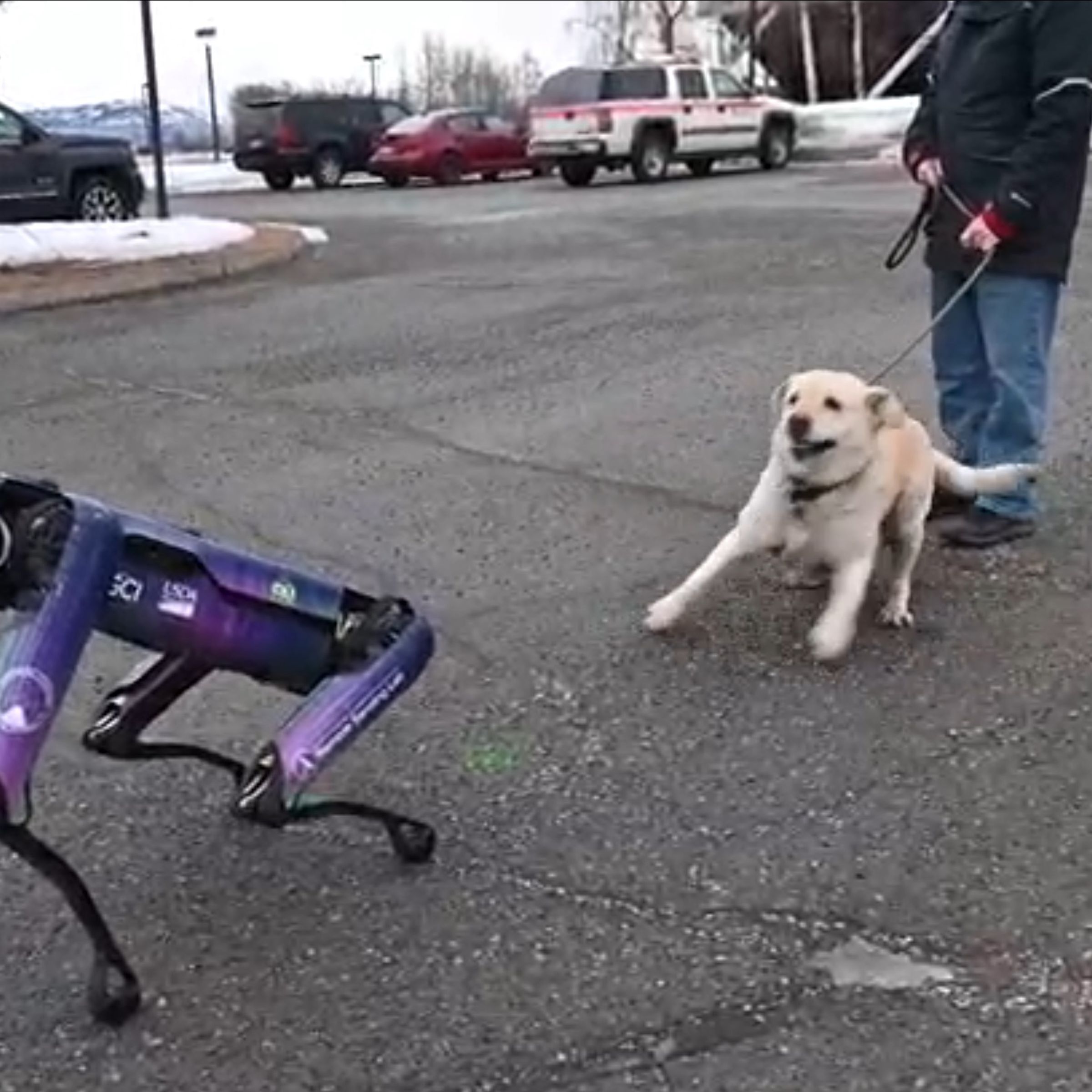 A Boston Dynamics robot scaring a yellow Labrador.