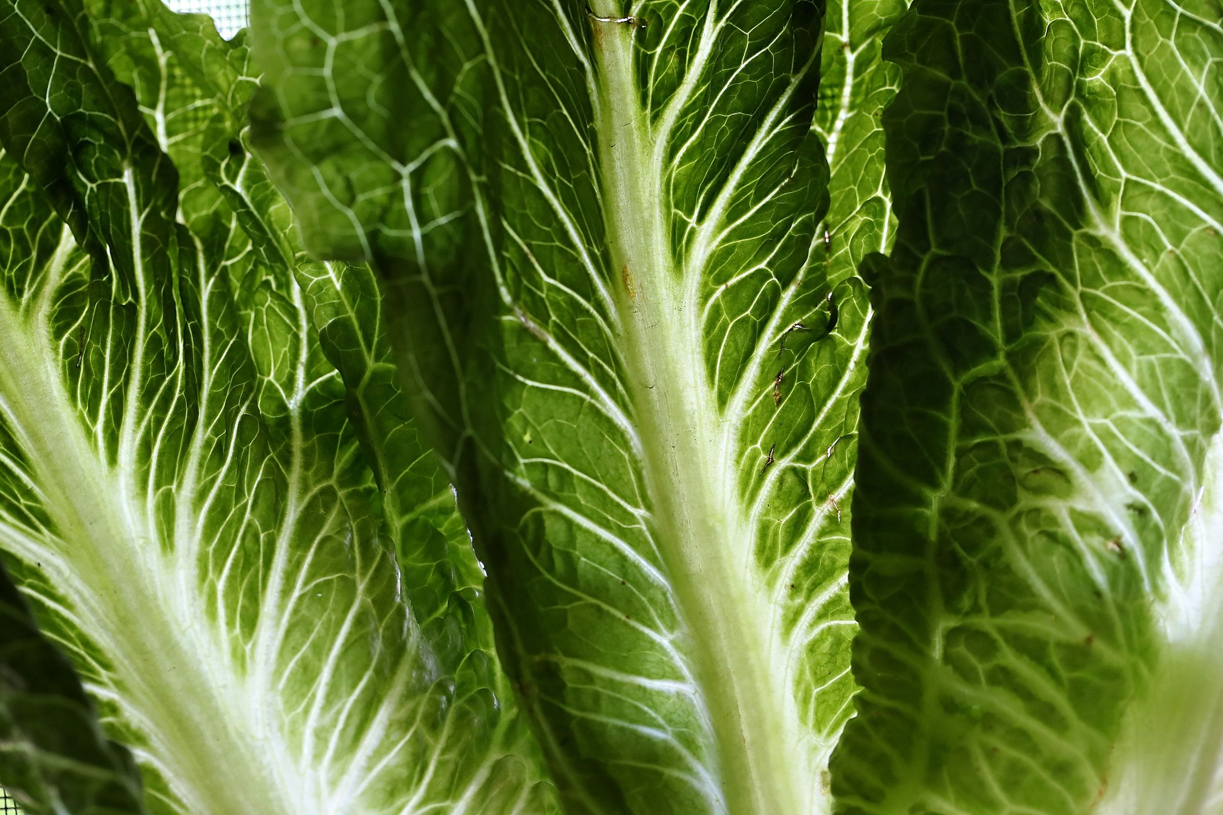 Romaine lettuce linked to another dangerous E. coli outbreak