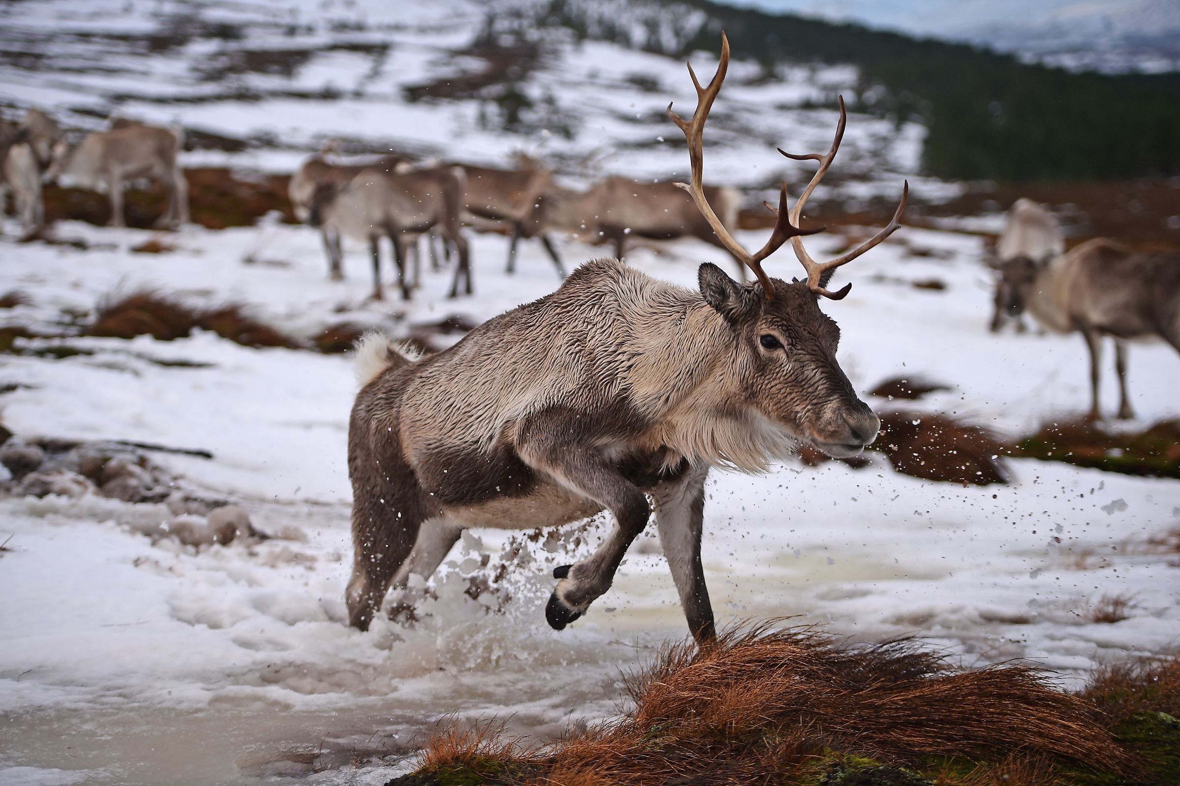 Britain's Only Reindeer Herd Prepare For Christmas In The Cairngorms National Park