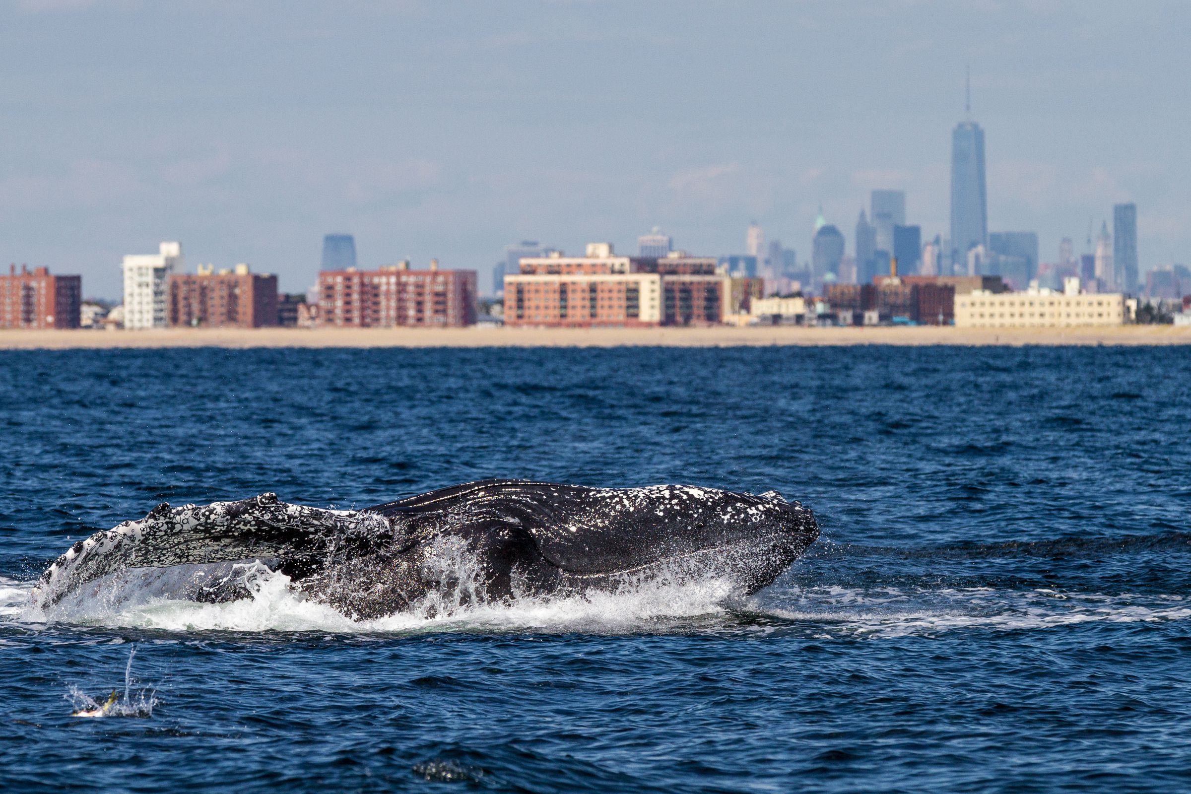 A whale swimming with its head out of the water, with the New York City skyline behind it.