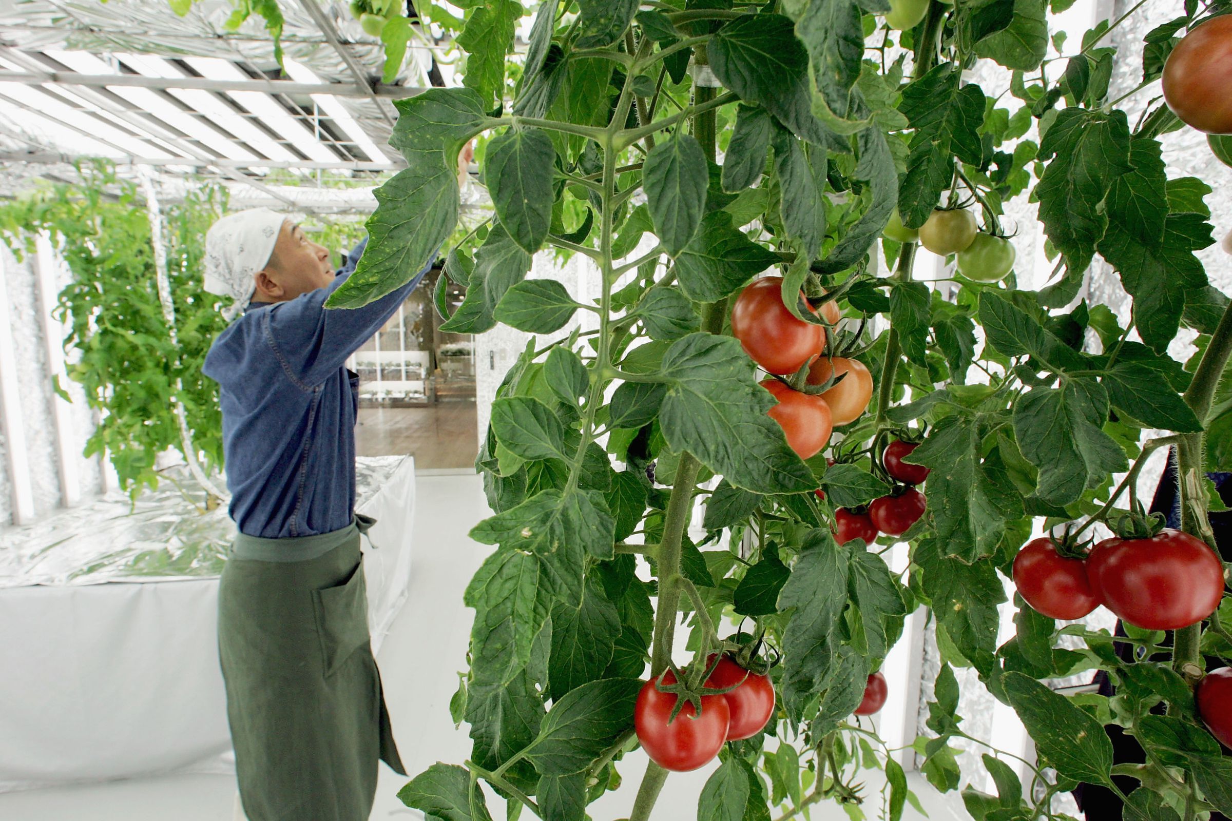Basement Greenhouse Introduces City Dwellers To Farming