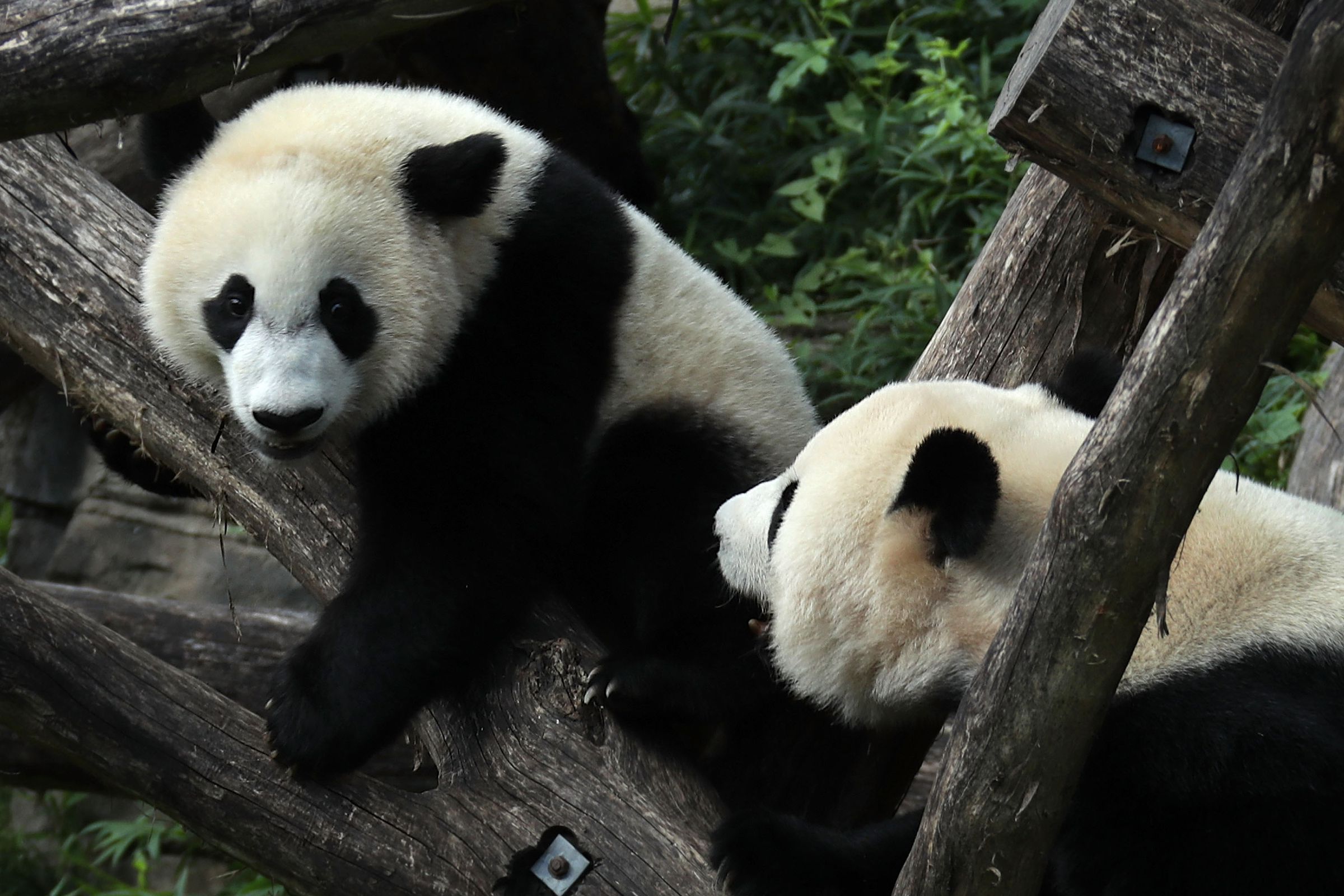 Smithsonian Zoo's Baby Panda Bei Bei Turns One