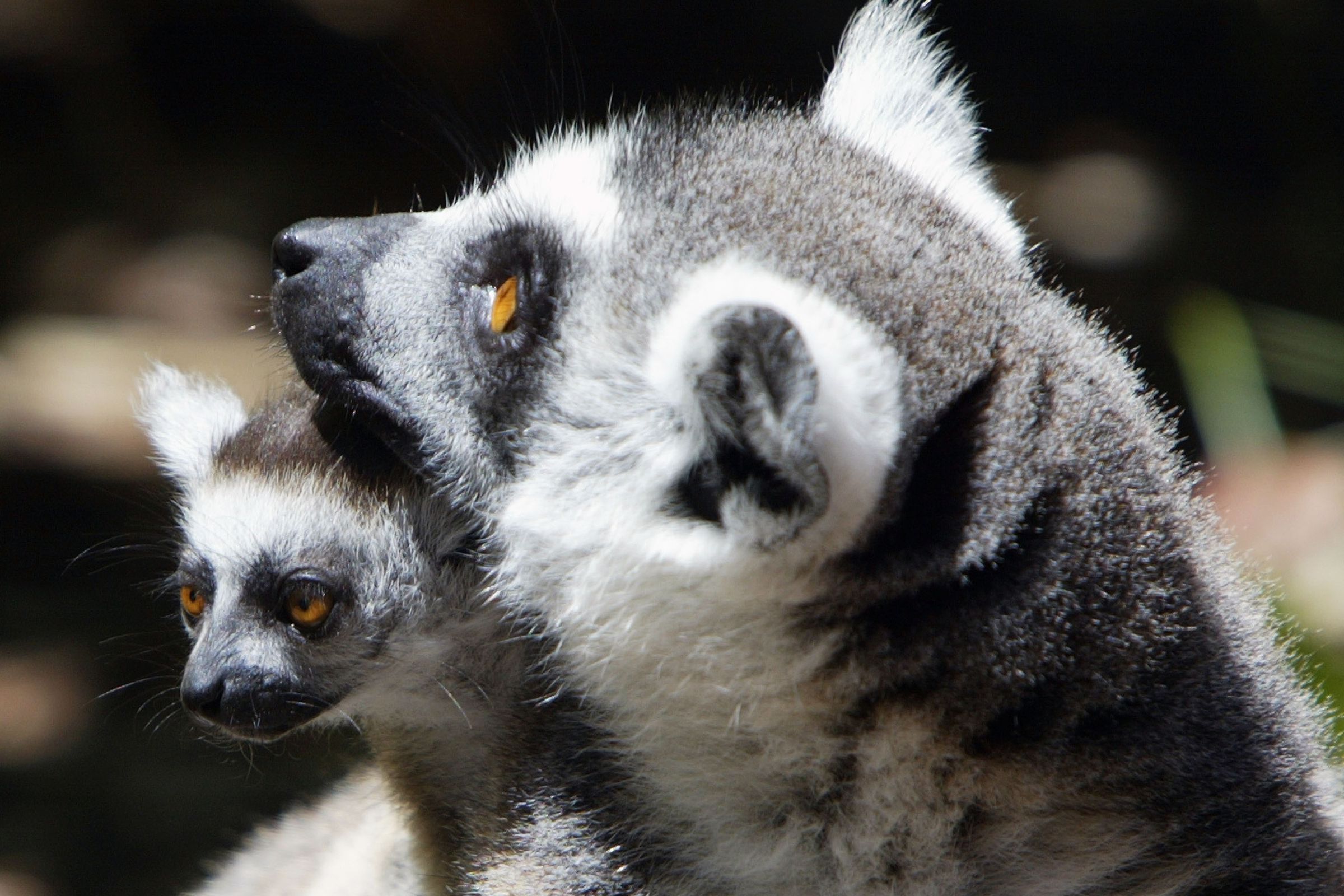 Newborn Ring Tailed Lemur At San Francisco Zoo