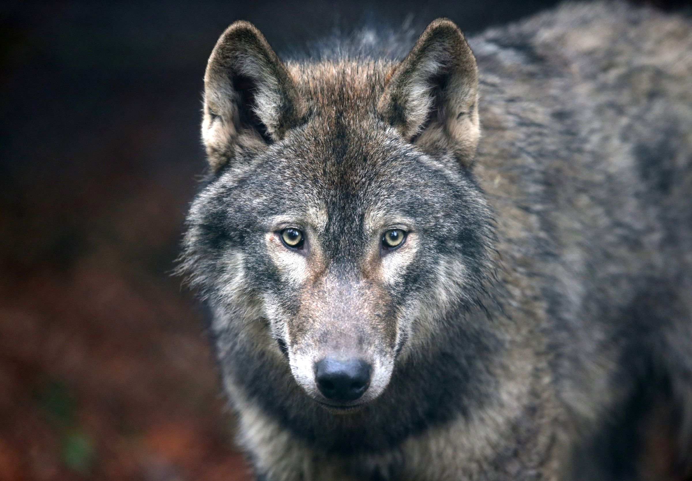 Wild Place Project Welcomes A Pack Of Wolves