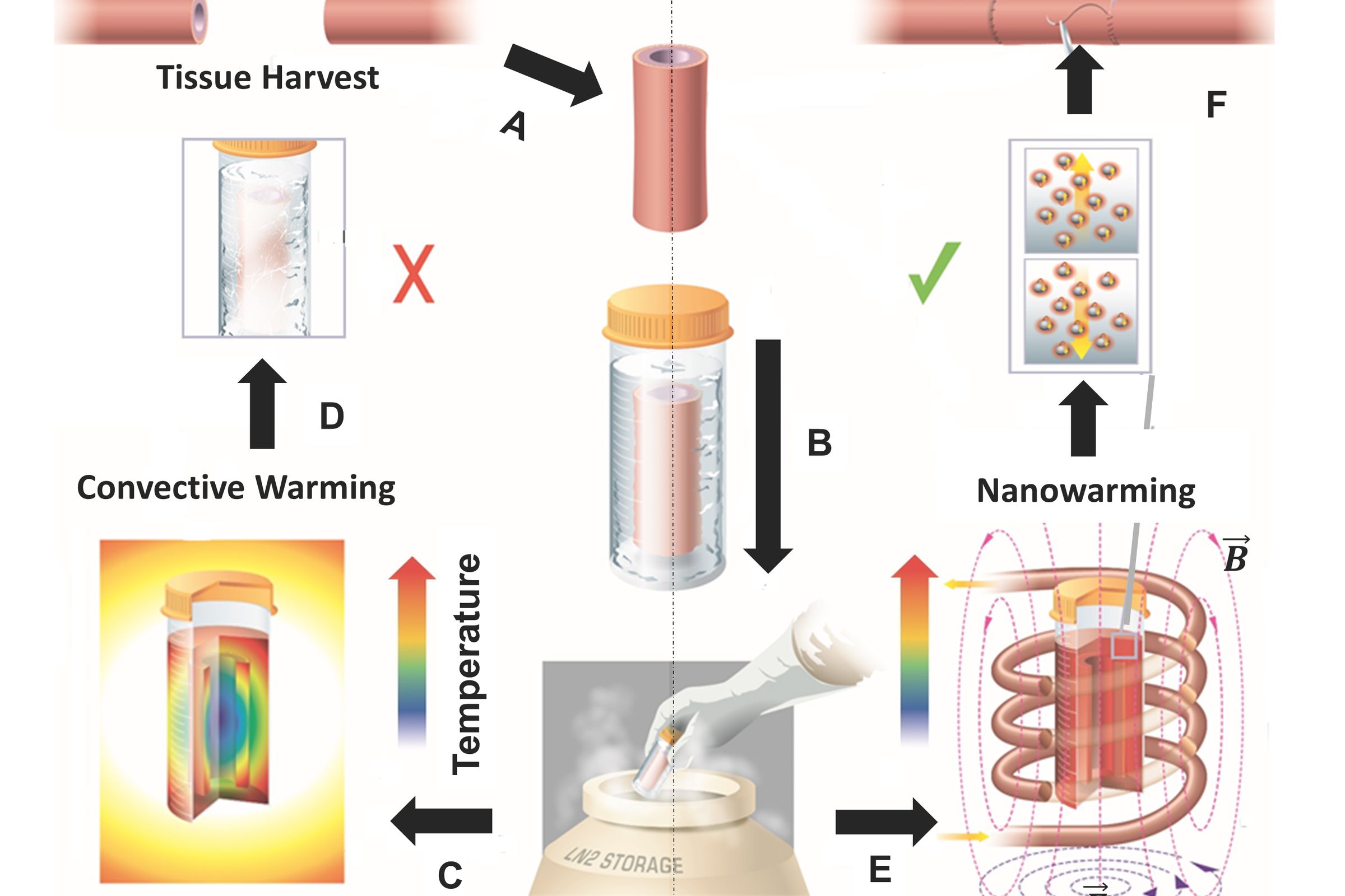 Unlike convective warming, the new nanowarming method prevents tissue damage by evenly reheating cryogenically preserved tissues.
