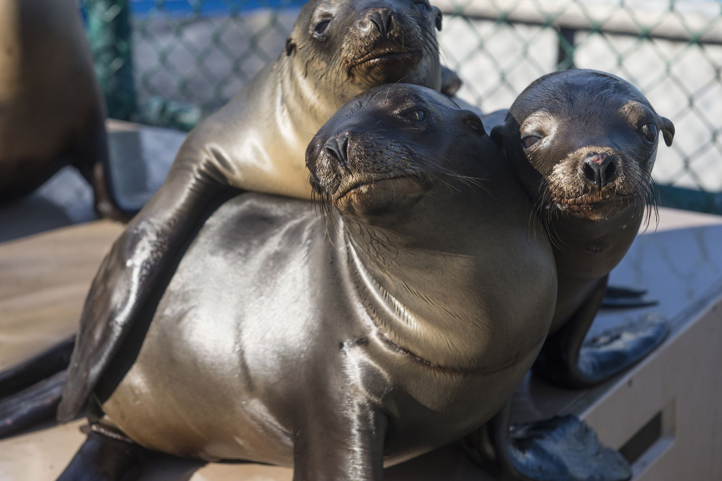 California Sea Lion Pups Recover At SeaWorld San Diego