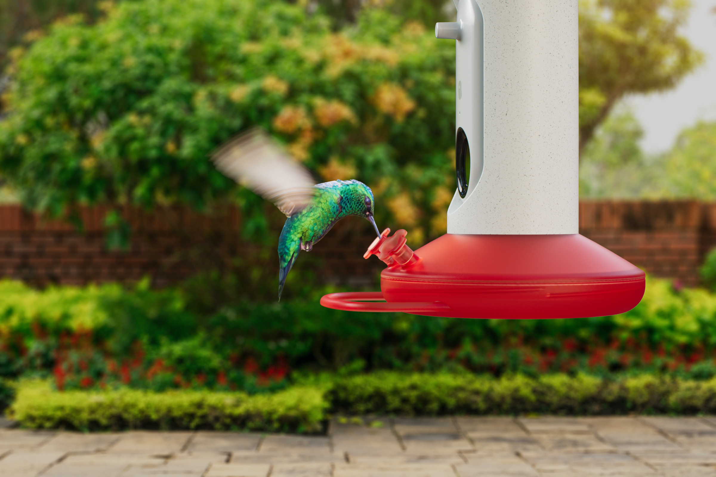 Picture of a hummingbird drinking out of a Bird Buddy smart feeder.