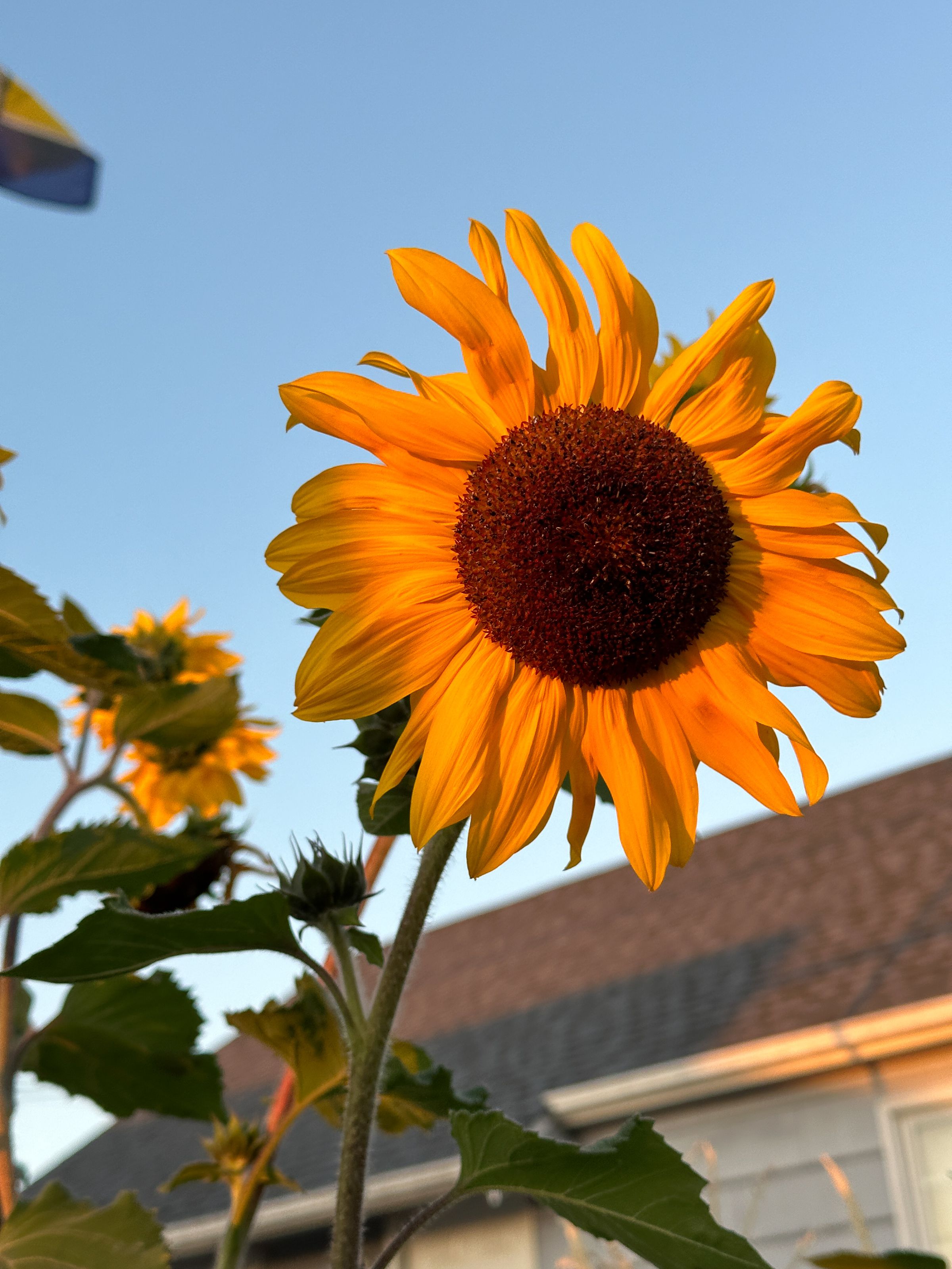 Sunflower against a blue sky at sunset.