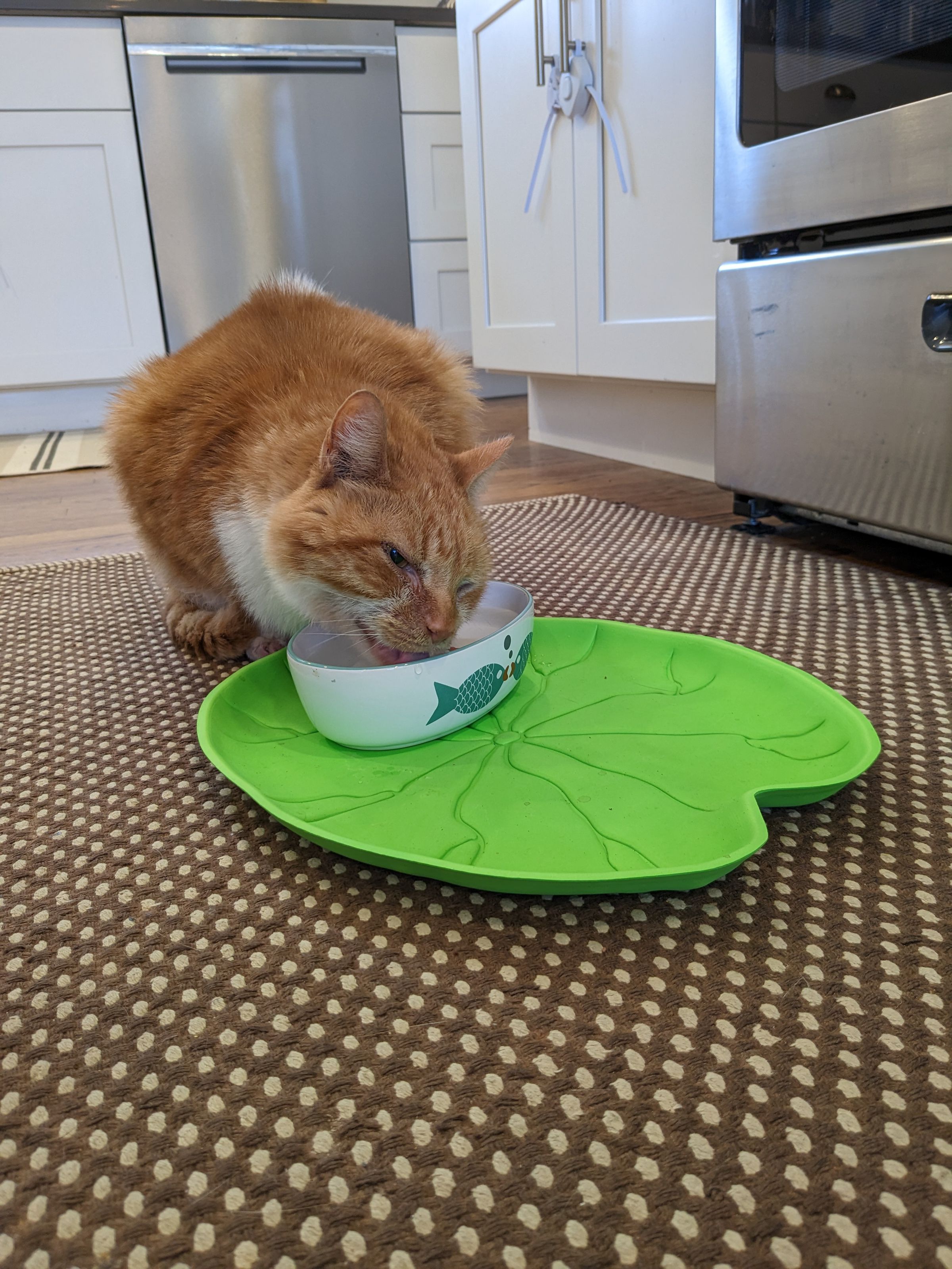 Photo of a cat drinking from a bowl from Pixel 6A. More fine detail is visible in the fur.