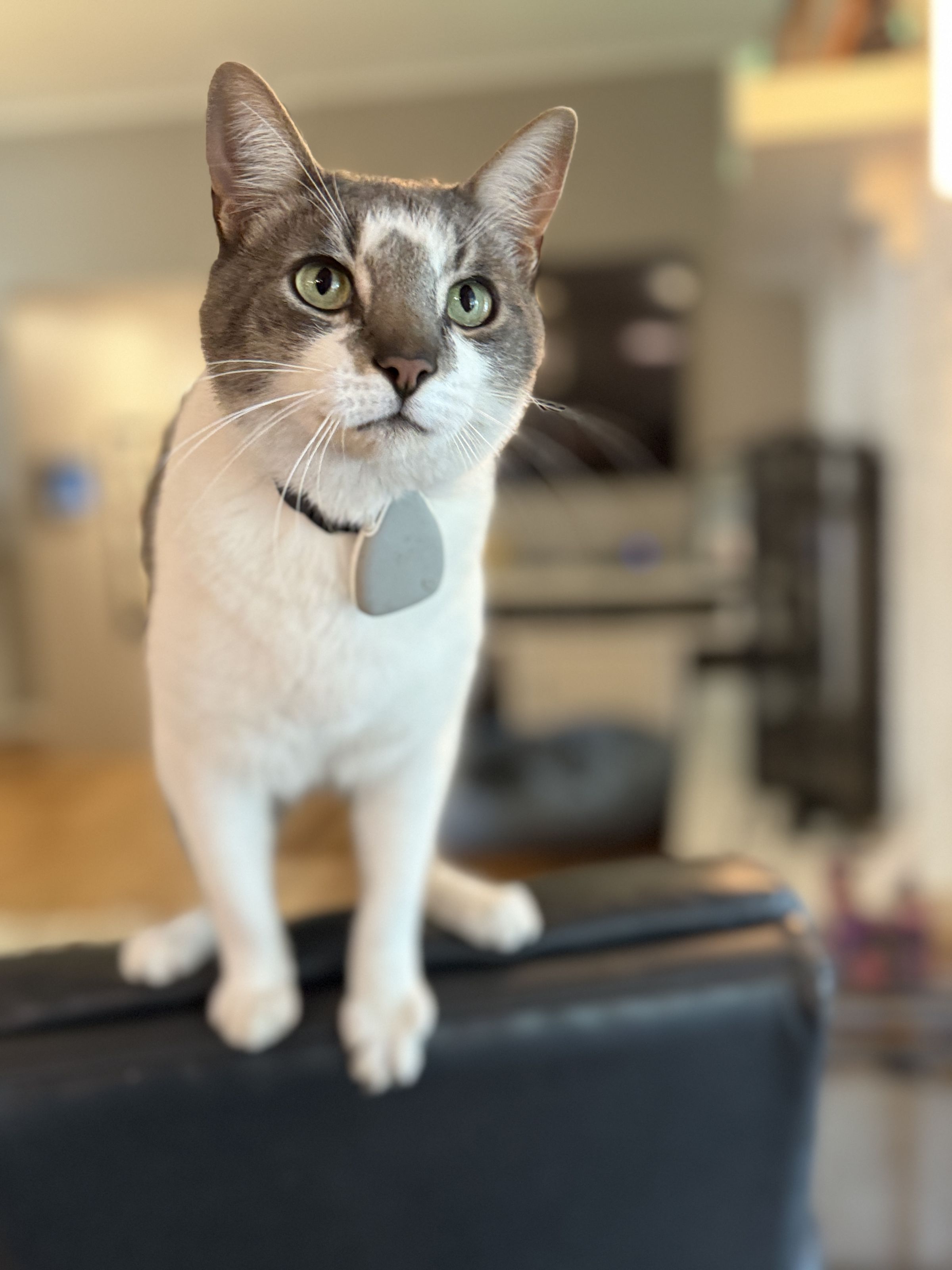 A cat on a chair with a collar on.