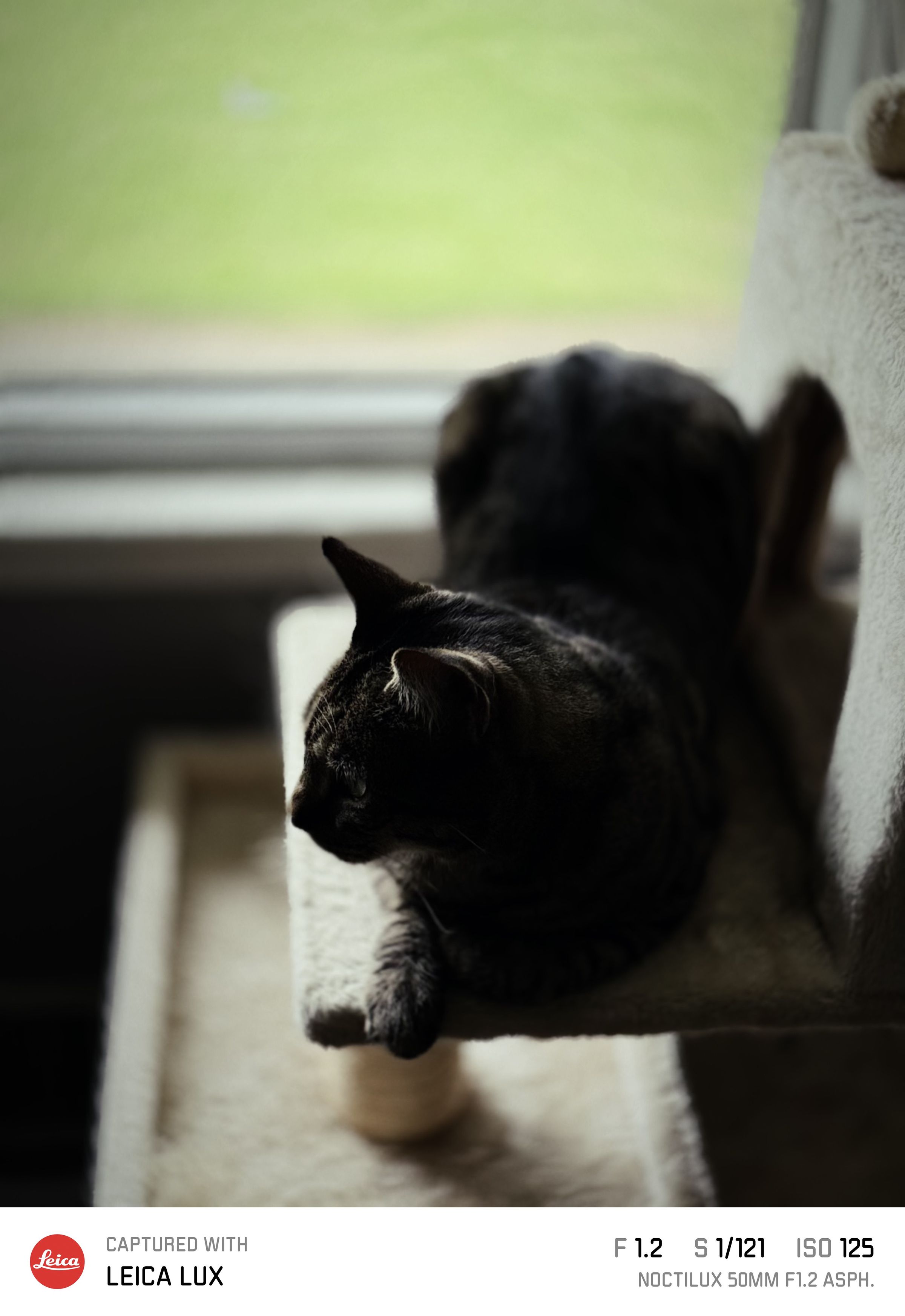 A cat near a window. The photo also has a branded Leica Lux frame showing its metadata.