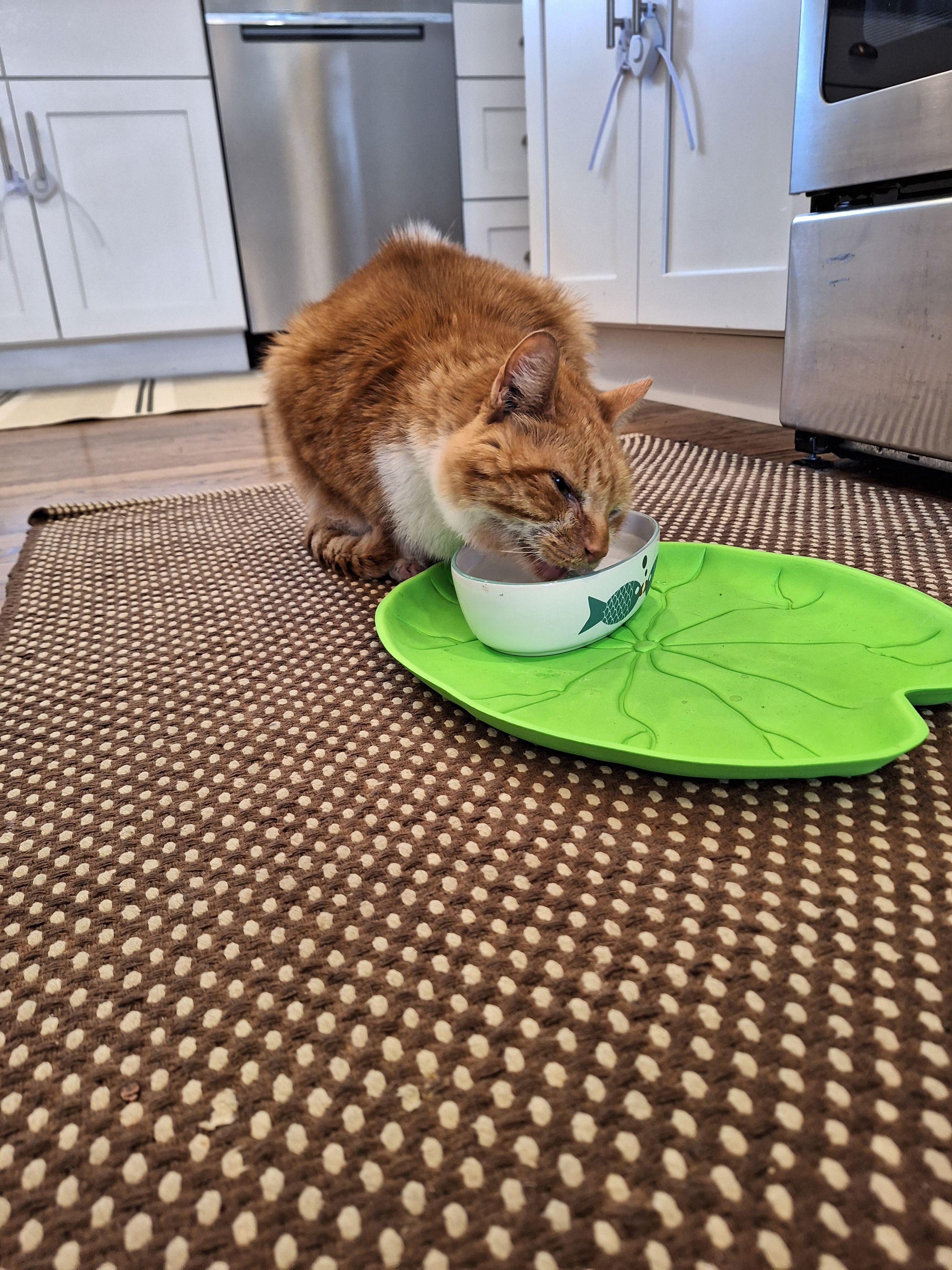 Photo of a cat drinking from a bowl from A54 5G.