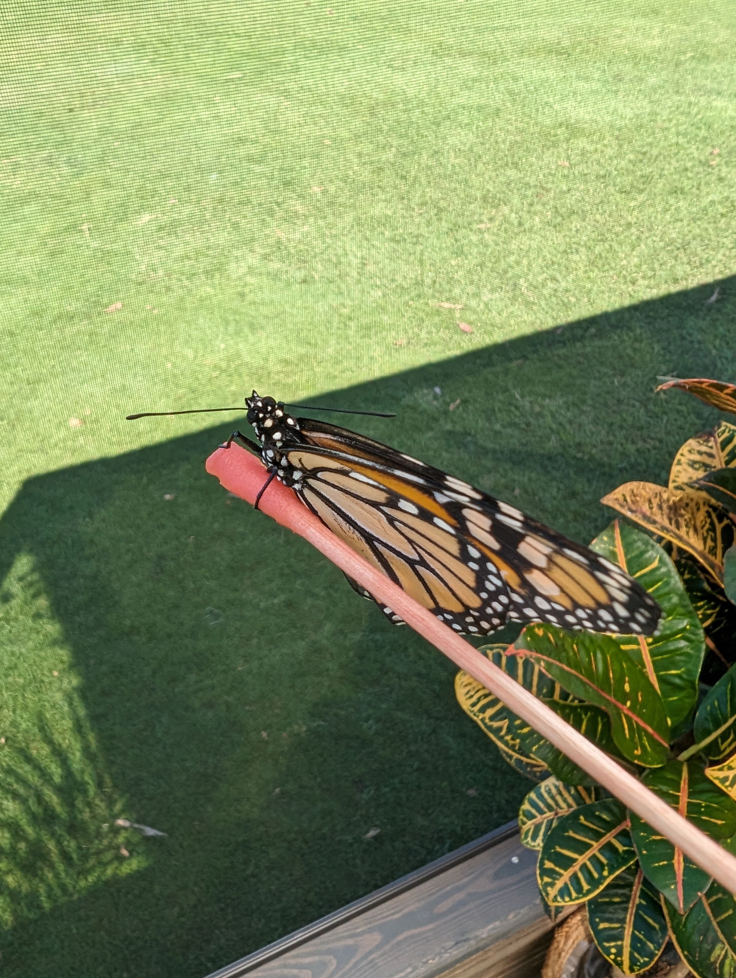 Monarch butterfly on a stick with pink nectar on the end.
