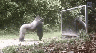 Un GIF de un gorila cargando su propio reflejo en un espejo. 