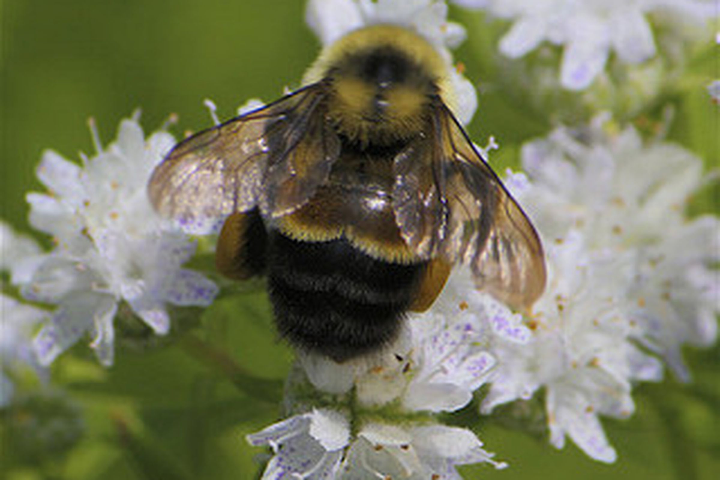The rusty patched bumblebee