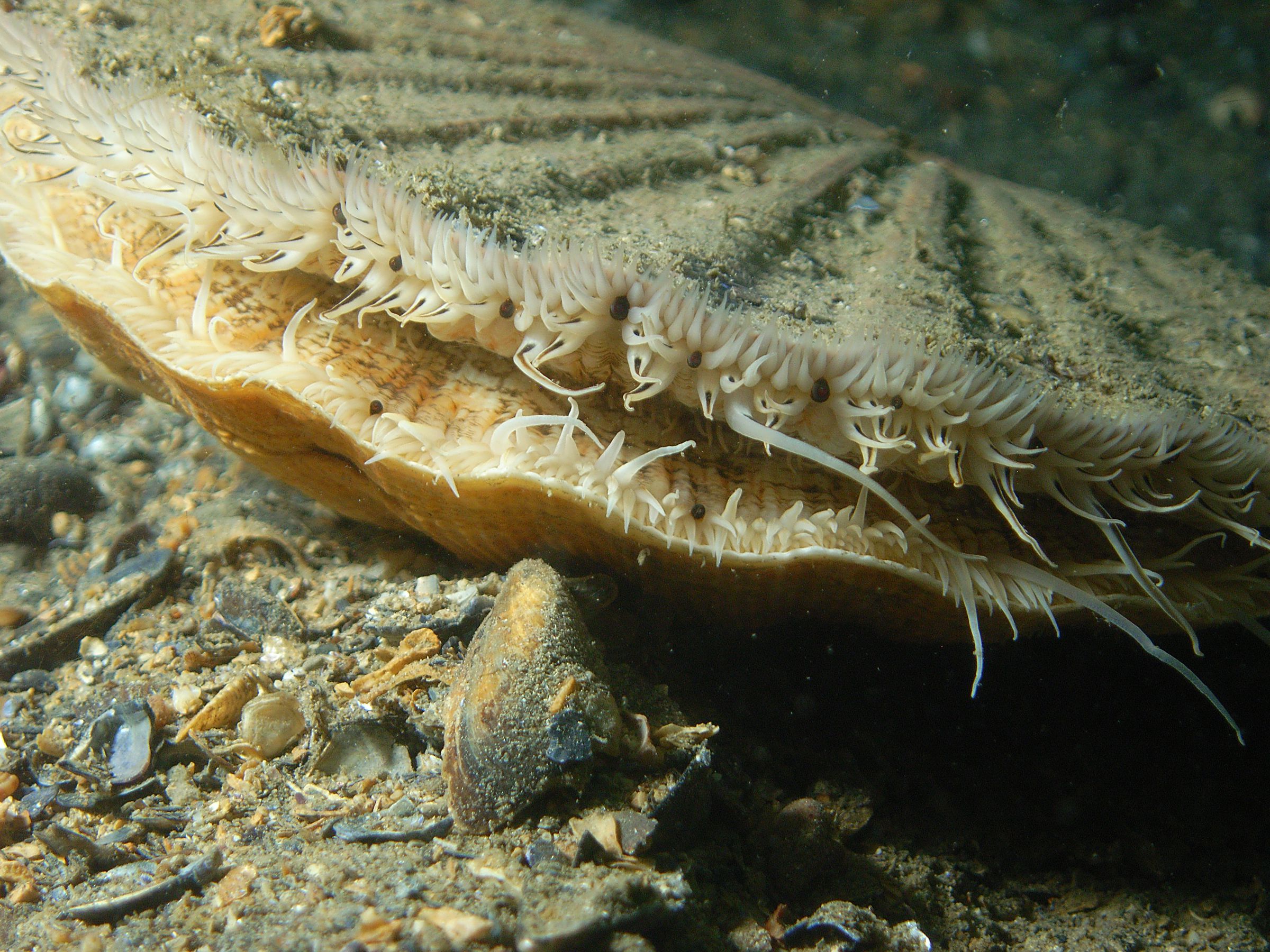 The tiny black dots are the eyes of this king scallop.
