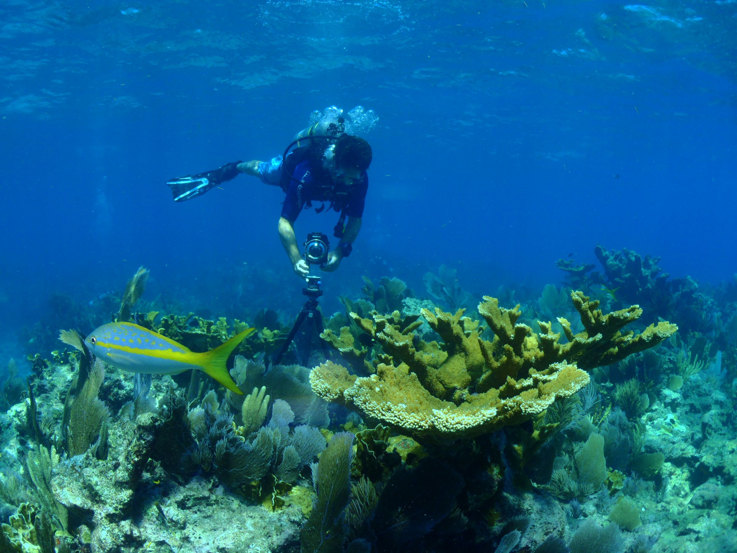 A NOAA diver takes photos that will ultimately be stitched into a 360-degree image of Florida Keys National Marine Sanctuary.