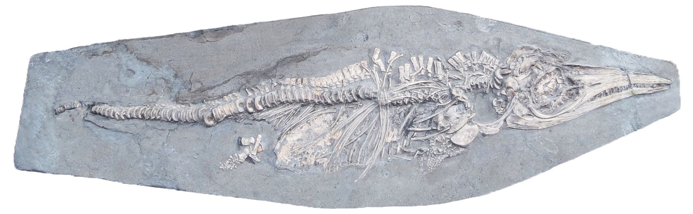 Baby Ichthyosaurus communis, with a belly full of squid hooklets.