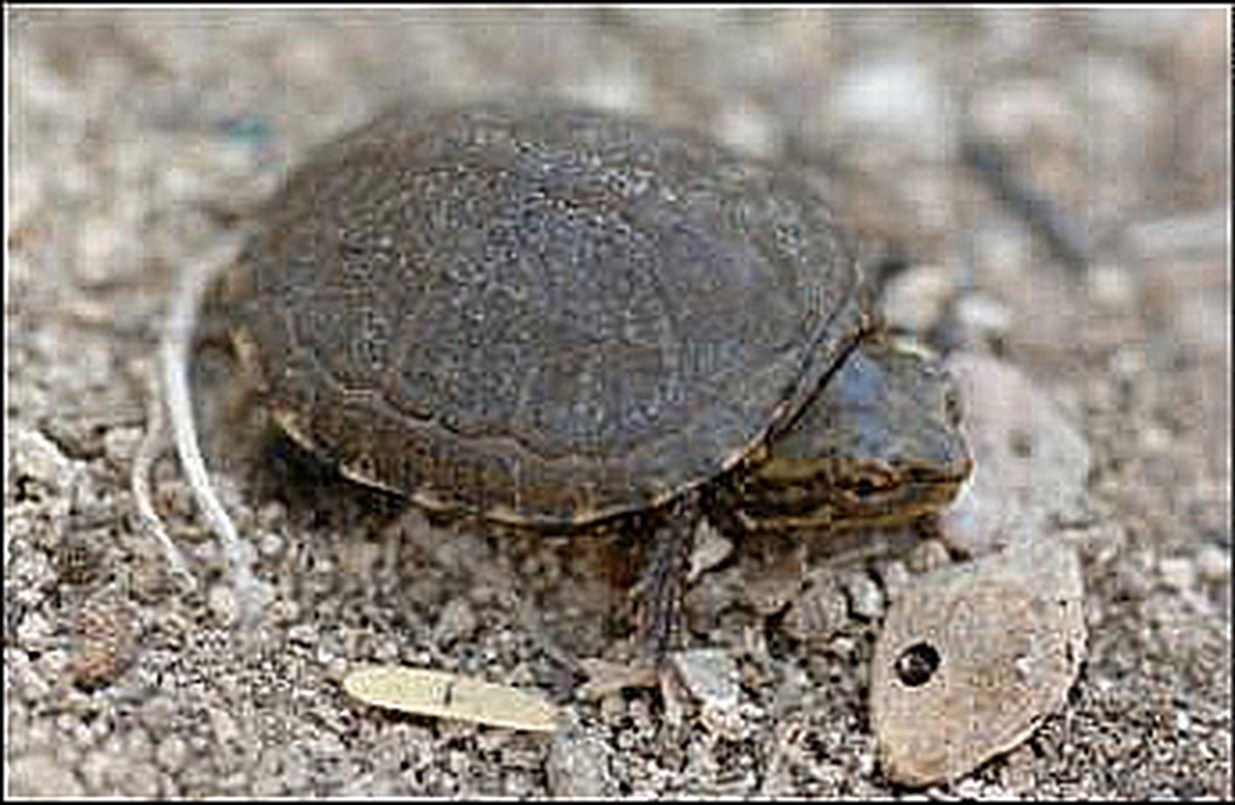 The Sonoyta mud turtle.