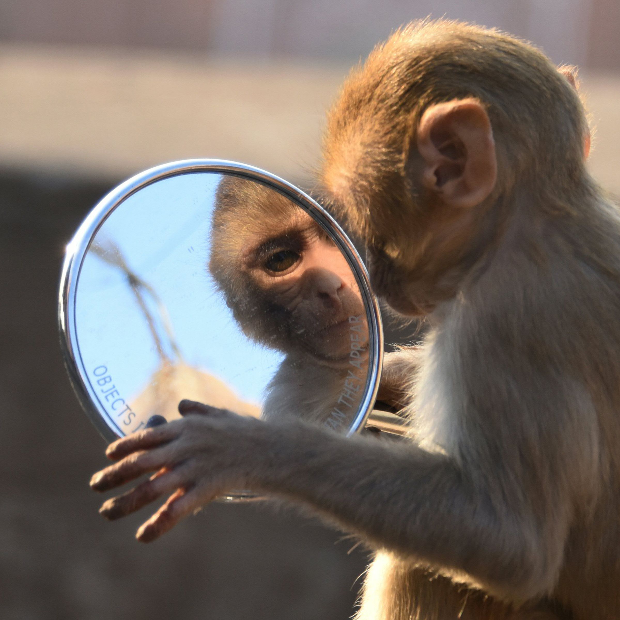 A photograph of a monkey inspecting its reflection in the mirror.