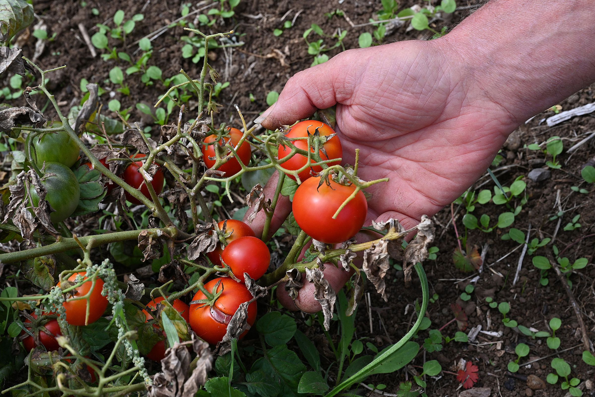A person’s hand holds a couple small red tomatoes on a dry vine.